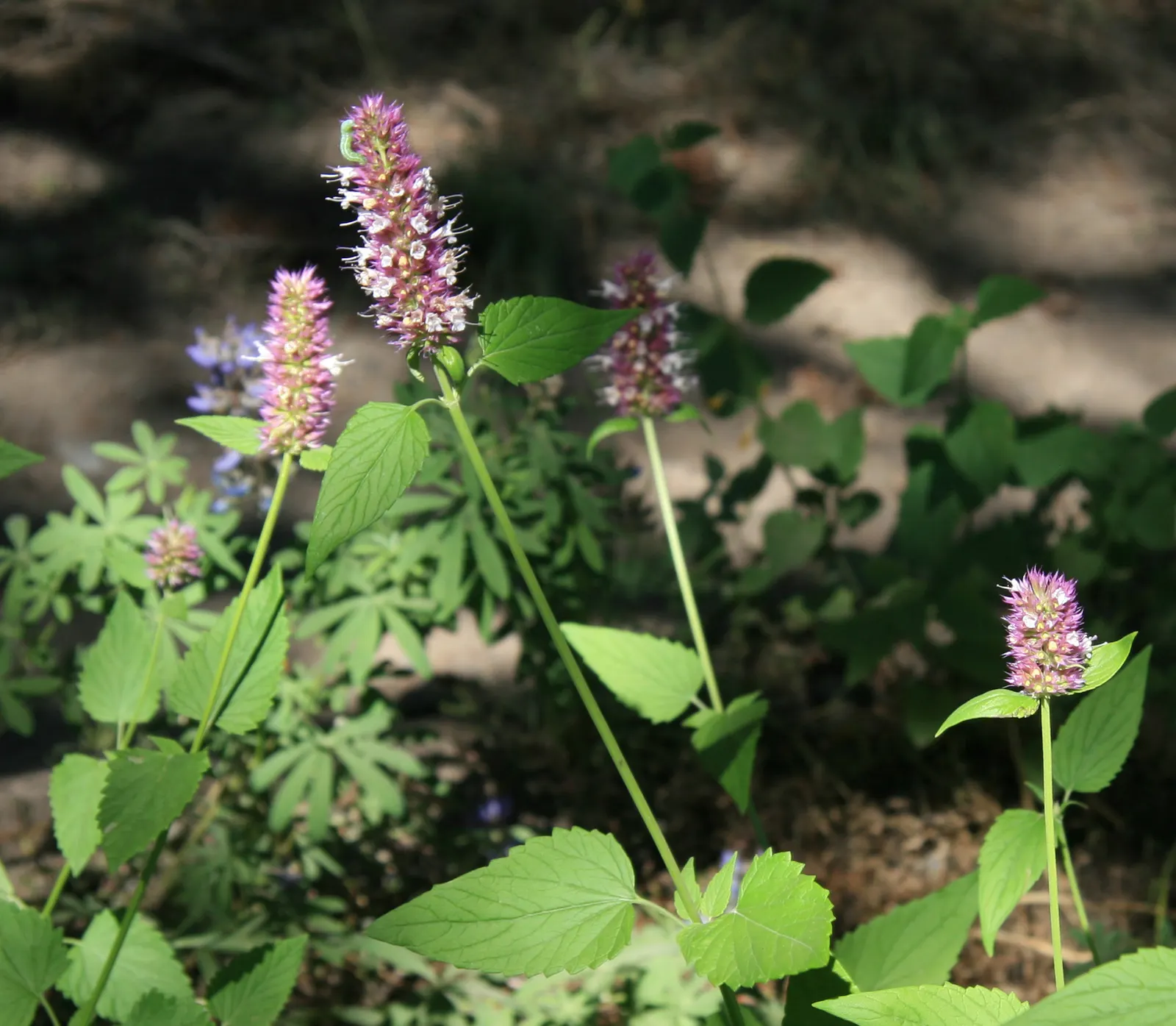 Horsemint (Monarda Punctuata) — Native to the southeastern United States; serrated leaves providing a fragrant backdrop when crushed