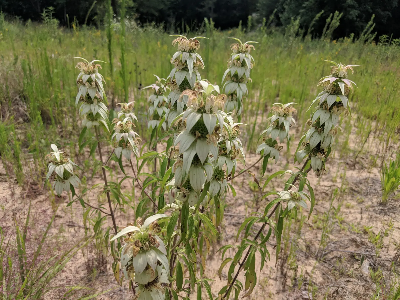 Horsemint (Monarda Punctuata) — Native to the southeastern United States