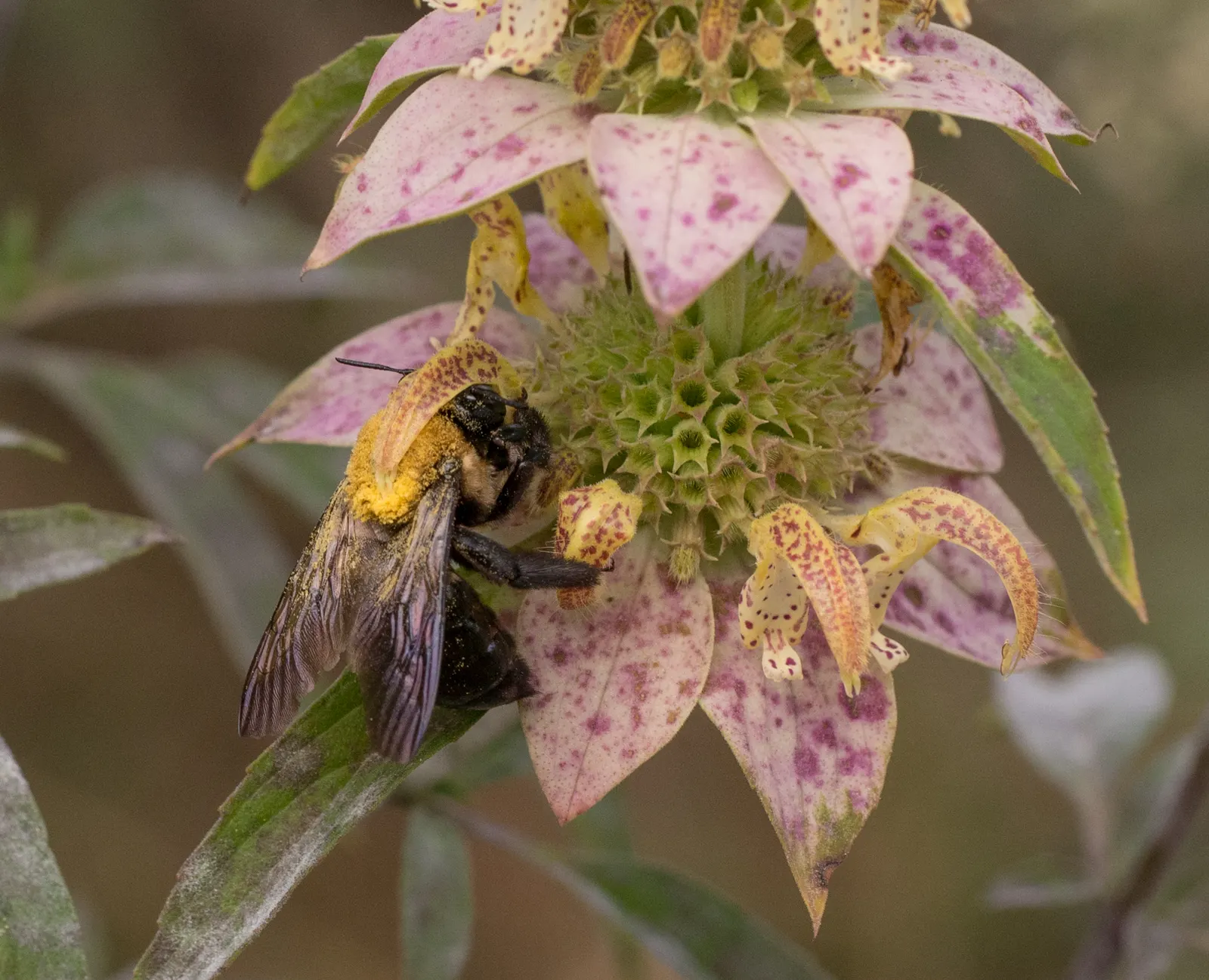 Horsemint (Monarda Punctuata) — it attracts pollinators while being drought-tolerant; this plant is known for its unique flowering structure and aromatic