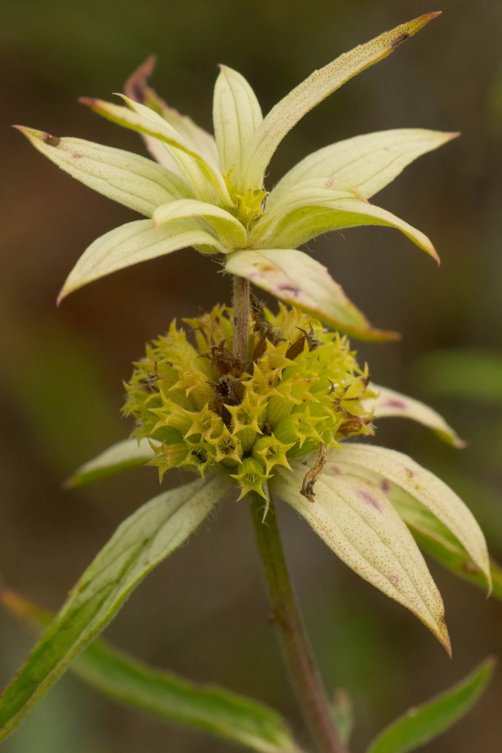 Horsemint (Monarda Punctuata) — which can be particularly attractive to bees