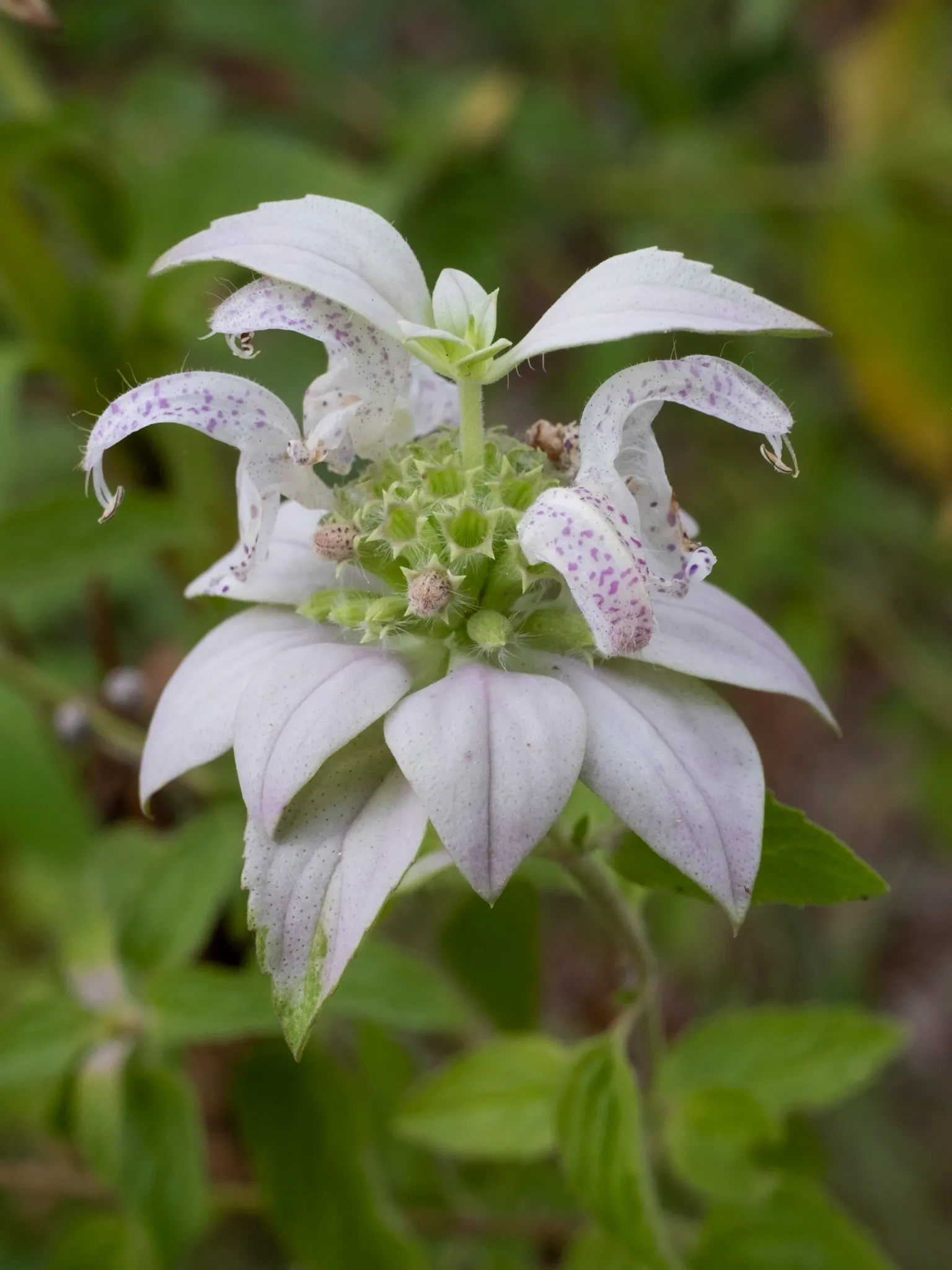 Horsemint (Monarda Punctuata) — it adds vertical interest and a wildflower aesthetic to any landscape design; its vertical stature and distinctive blooms offer