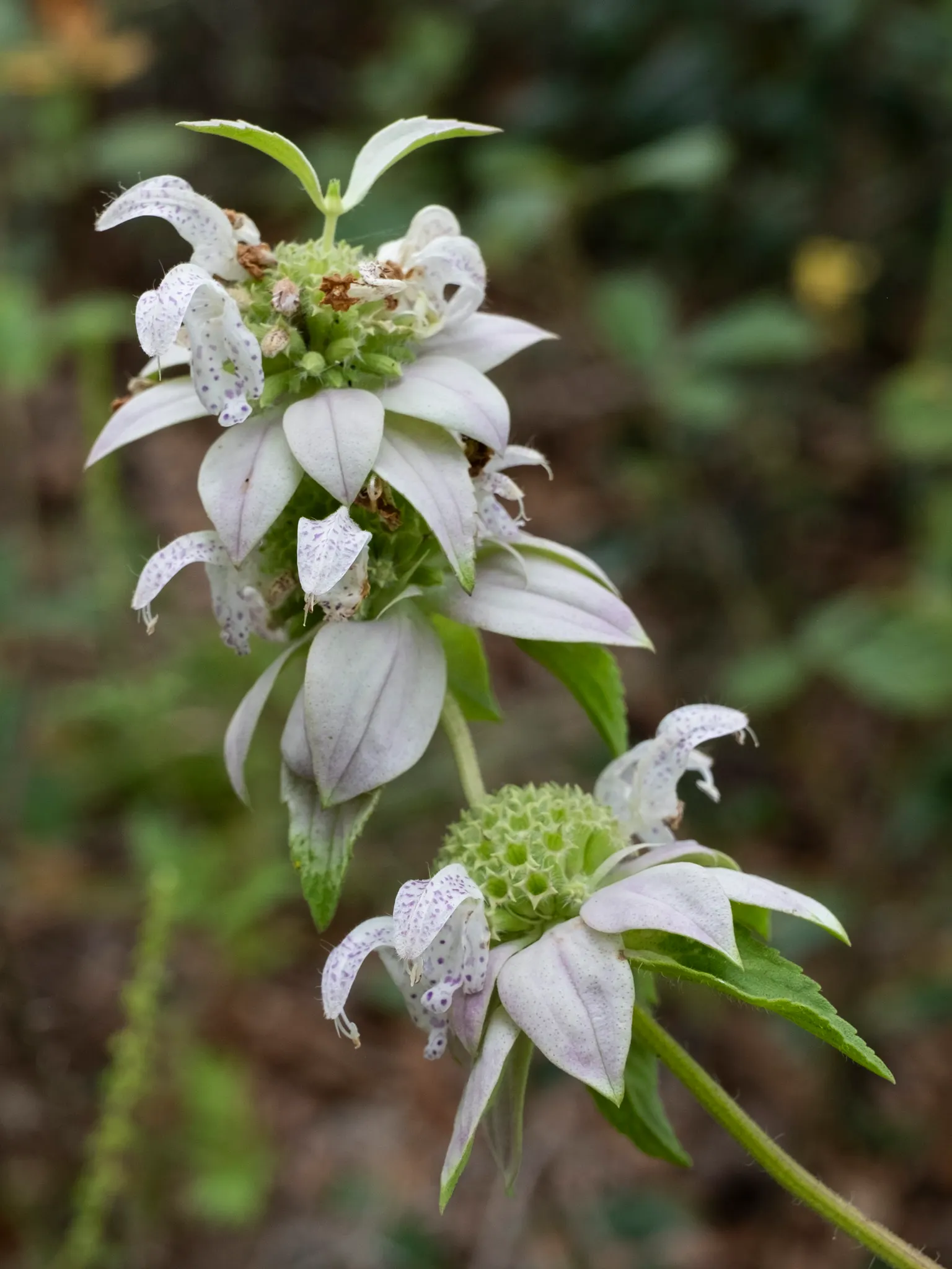 Horsemint (Monarda Punctuata) — Deadheading spent flowers can promote a second bloom and prevent excessive self-seeding