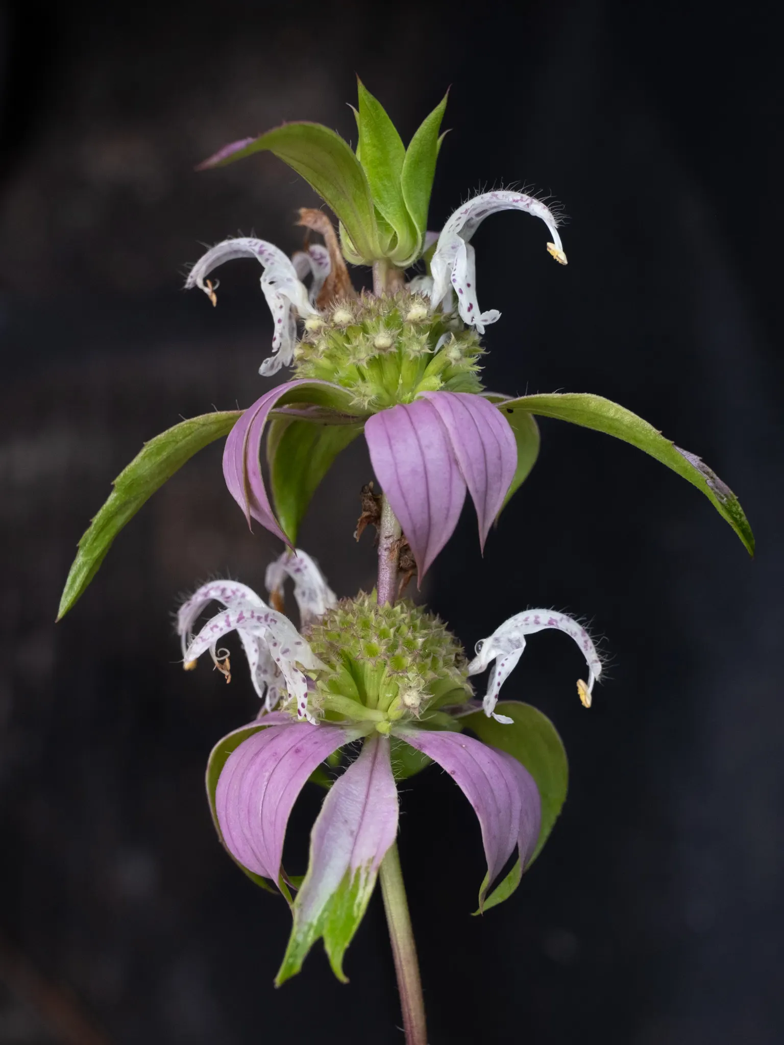Horsemint (Monarda Punctuata) — characterized by tiers of yellow-green bracts with interspersed spotted lavender tubular blooms