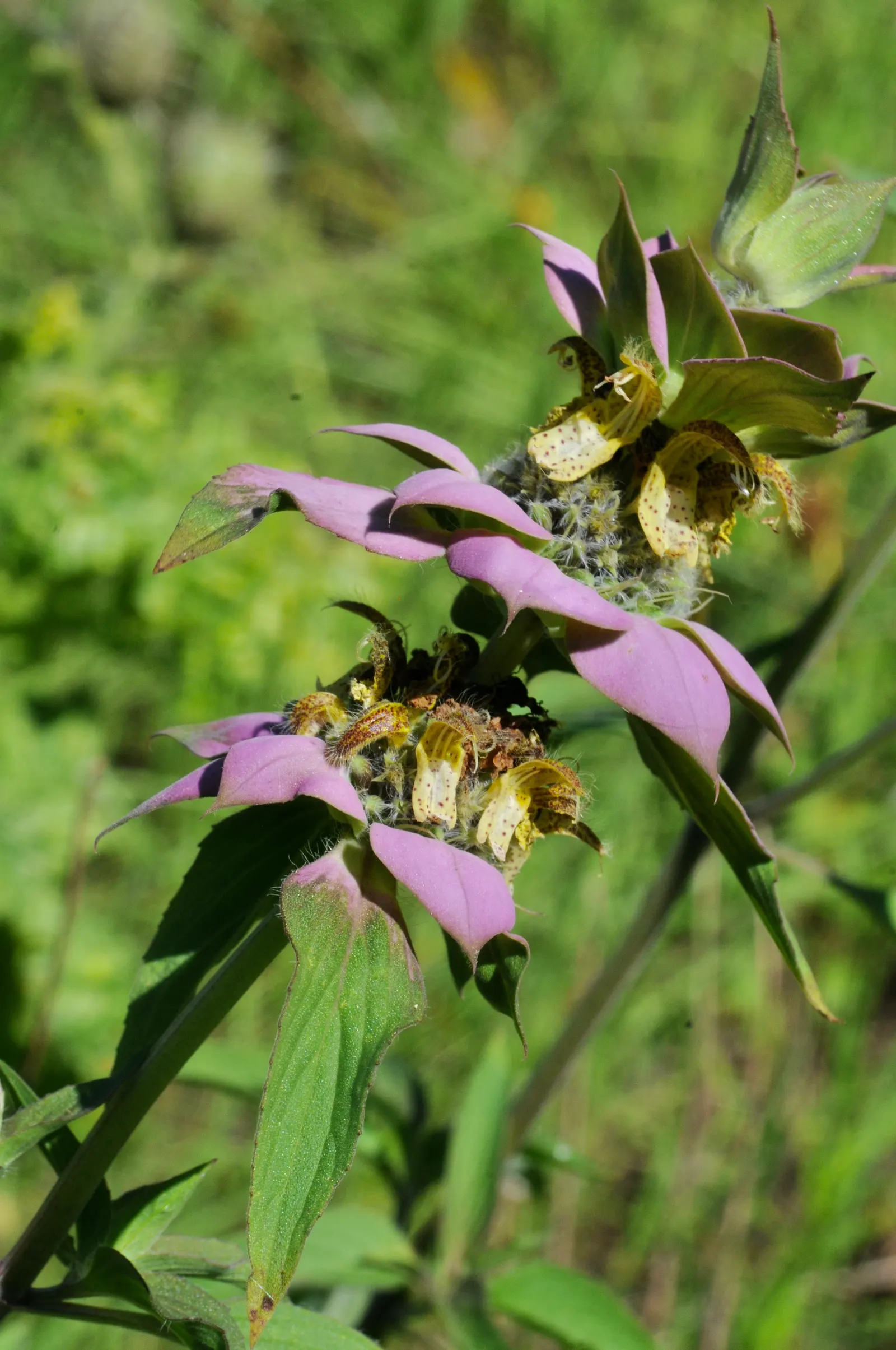 Horsemint (Monarda Punctuata) — tubular yellow flowers in late summer