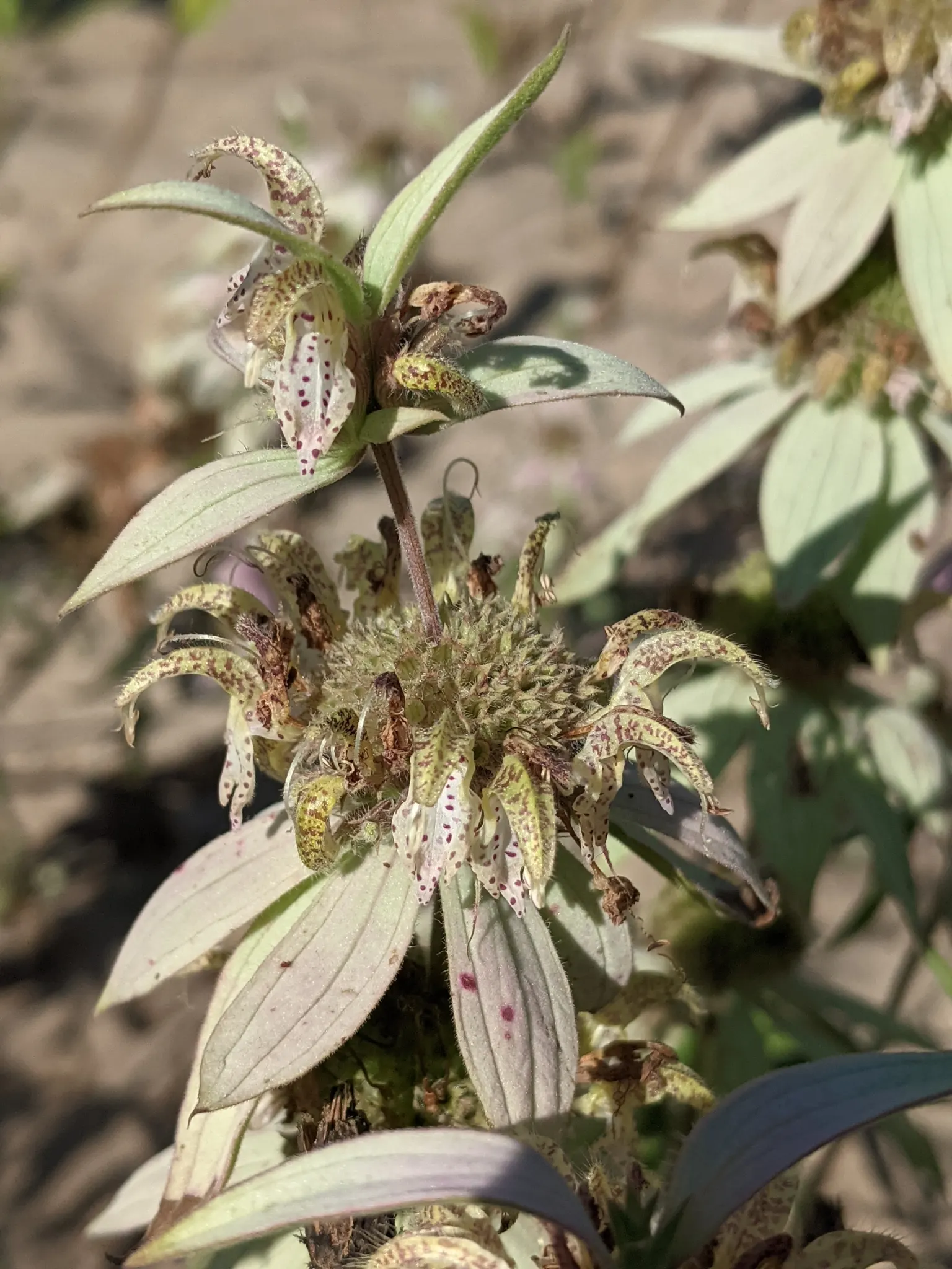 Horsemint (Monarda Punctuata) — Distinguished by its aromatic foliage and tiered lavender blooms adorned with spotted; making it a wise choice for borders