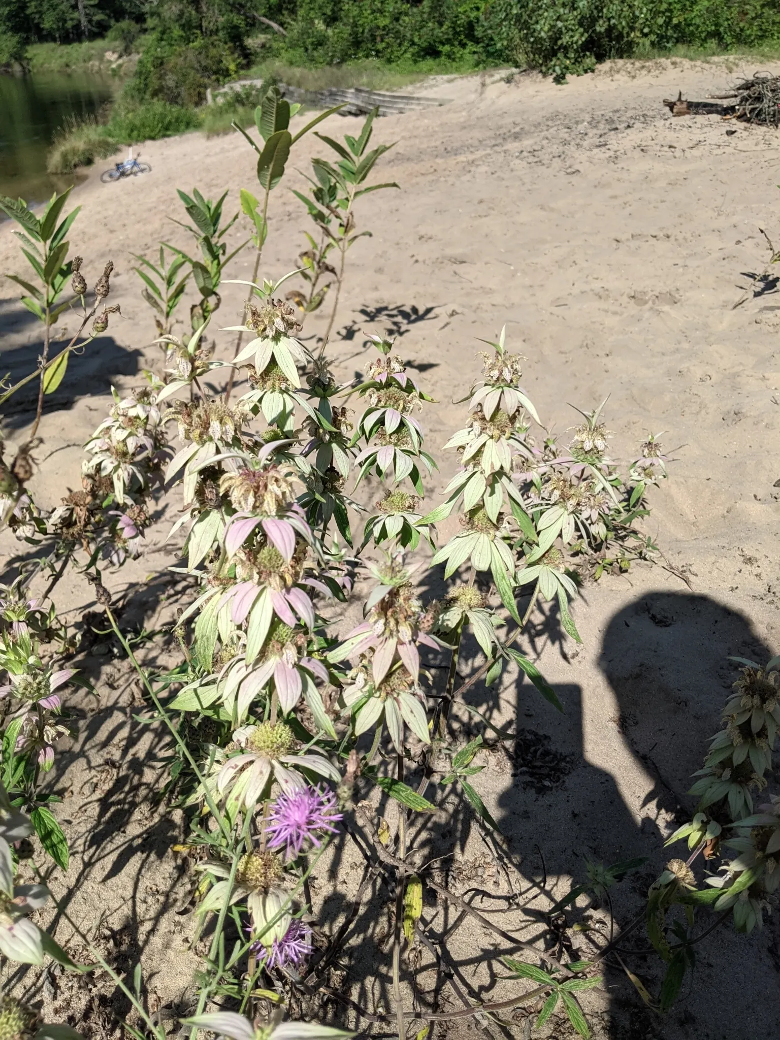 Horsemint (Monarda Punctuata) — is a striking perennial that brings both aesthetic beauty and practical benefits to any landscape