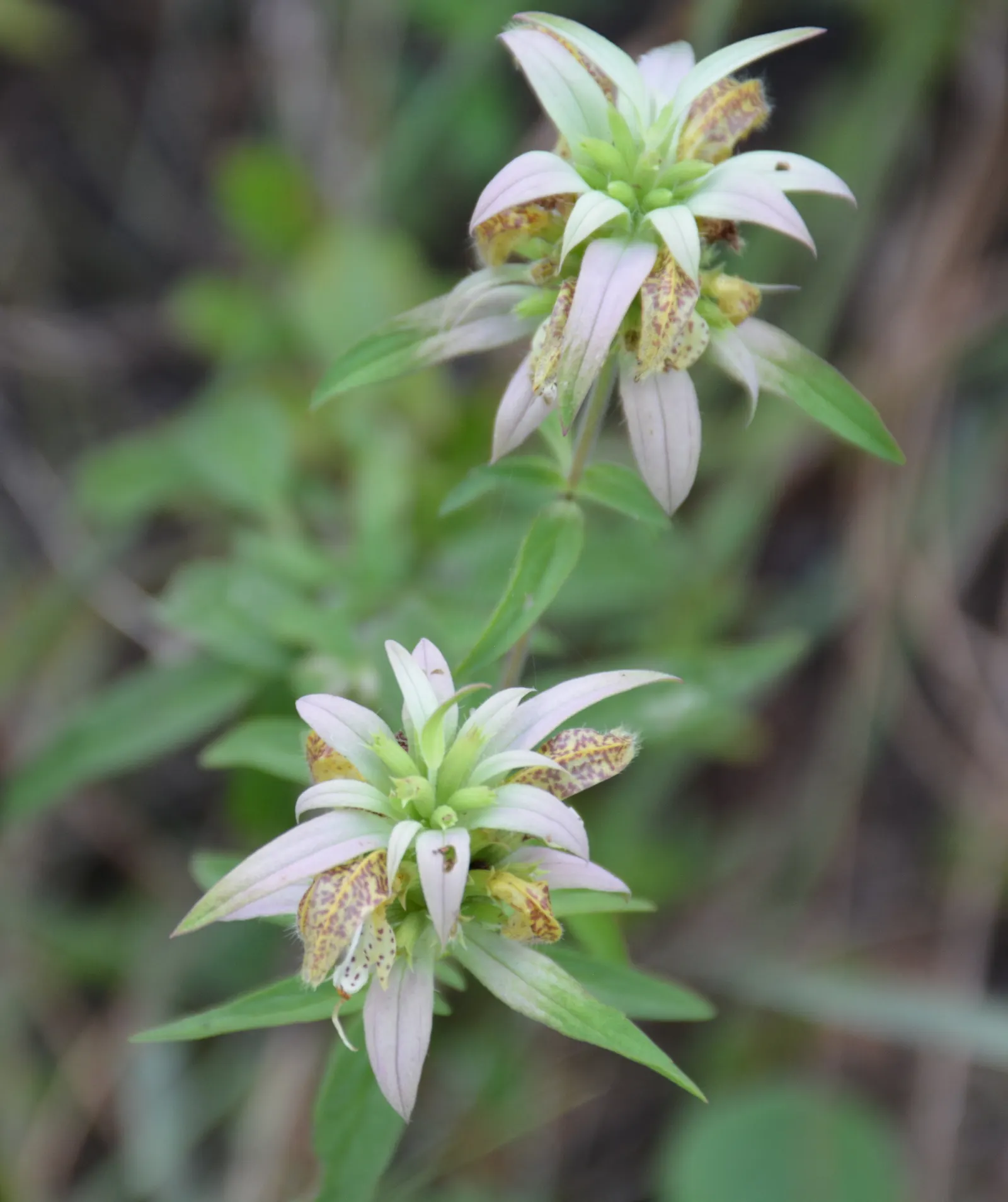 Horsemint (Monarda Punctuata) — and it prefers well-drained soil with a pH range of 6 to 7.5; scientifically named Monarda punctuata