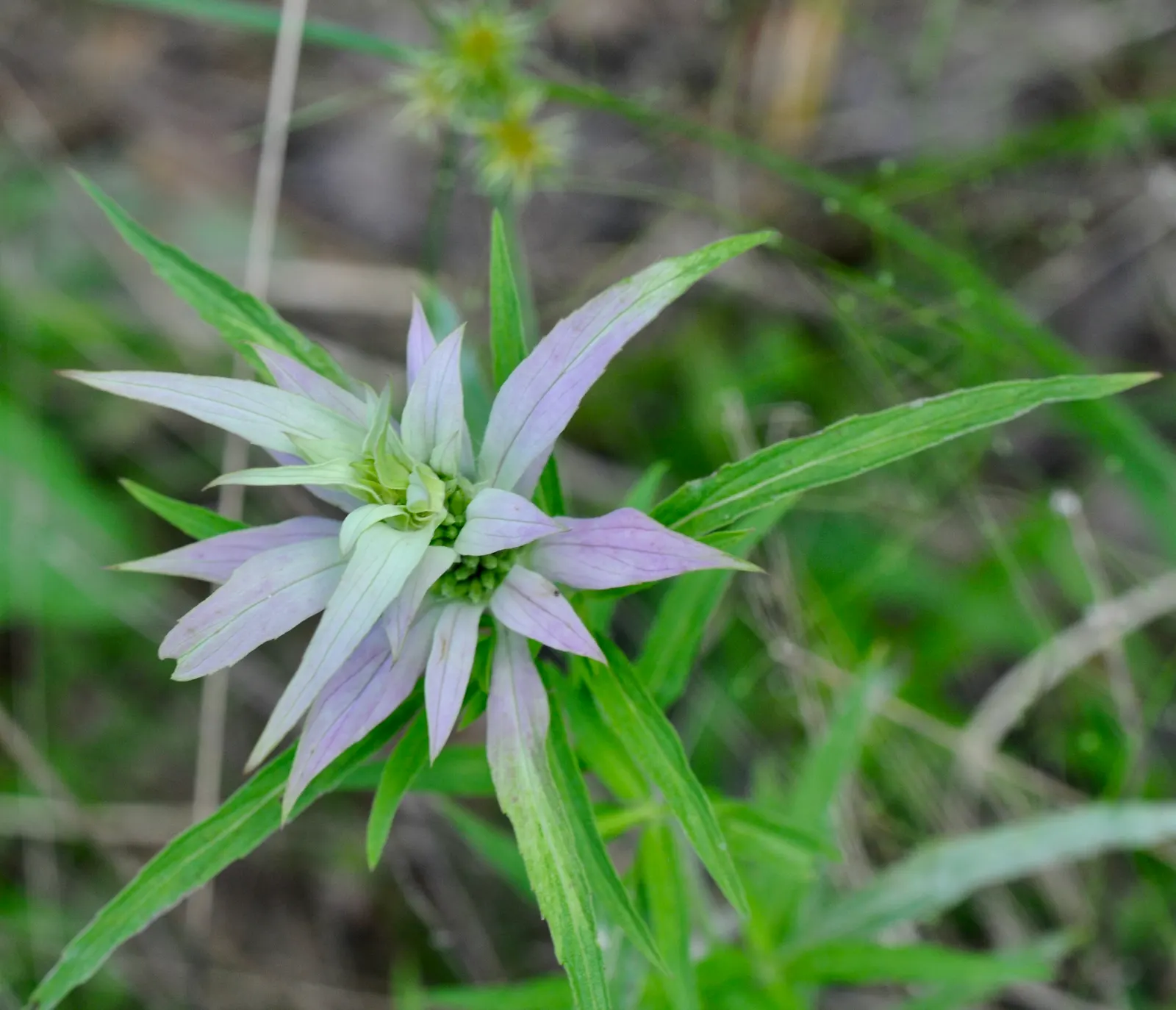 Horsemint (Monarda Punctuata) — is a striking perennial that brings both aesthetic beauty and practical benefits to any landscape; native to the southeastern