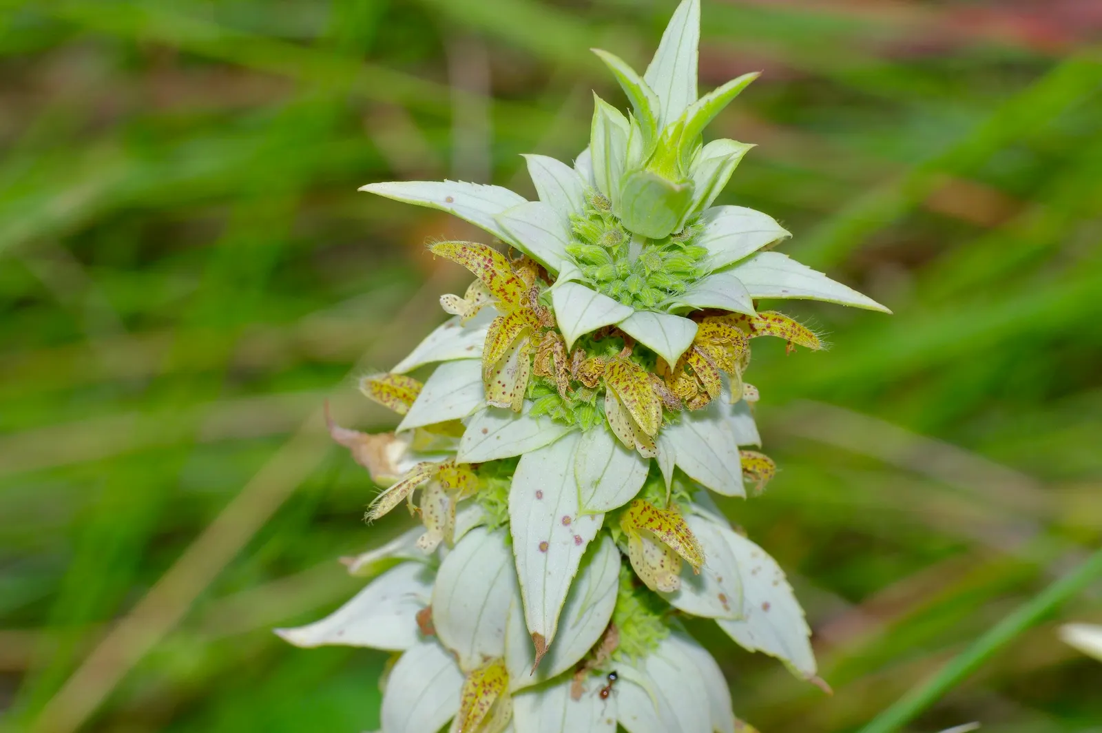 Horsemint (Monarda Punctuata) — this plant is known for its unique flowering structure and aromatic foliage