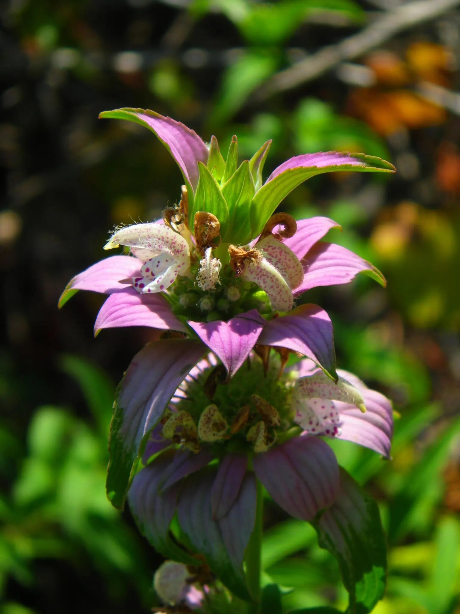 Horsemint (Monarda Punctuata) — tubular yellow flowers in late summer; distinguished by its aromatic foliage and tiered lavender blooms adorned with spotted