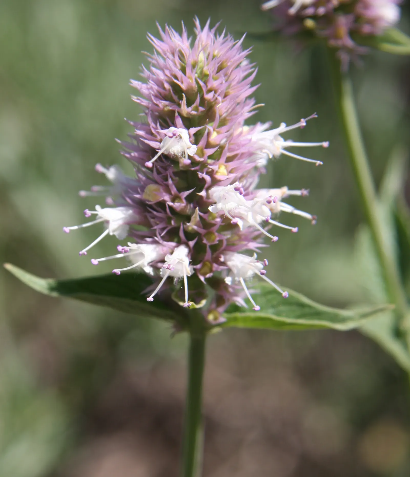 Horsemint (Monarda Punctuata) — which can be particularly attractive to bees; is a striking perennial that brings both aesthetic beauty and practical benefits