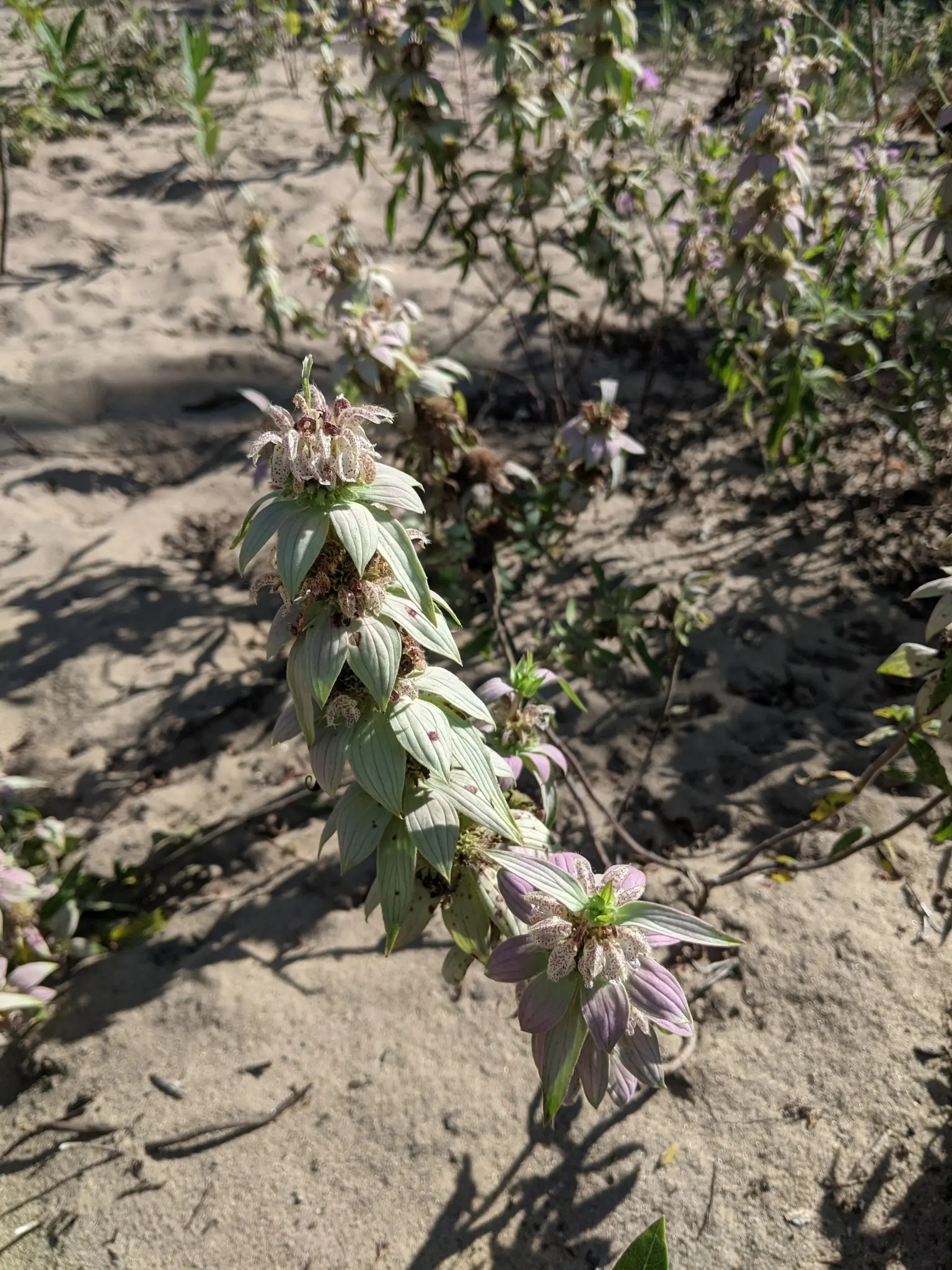 Horsemint (Monarda Punctuata) — reaching heights of 1 to 3 feet with a similar spread