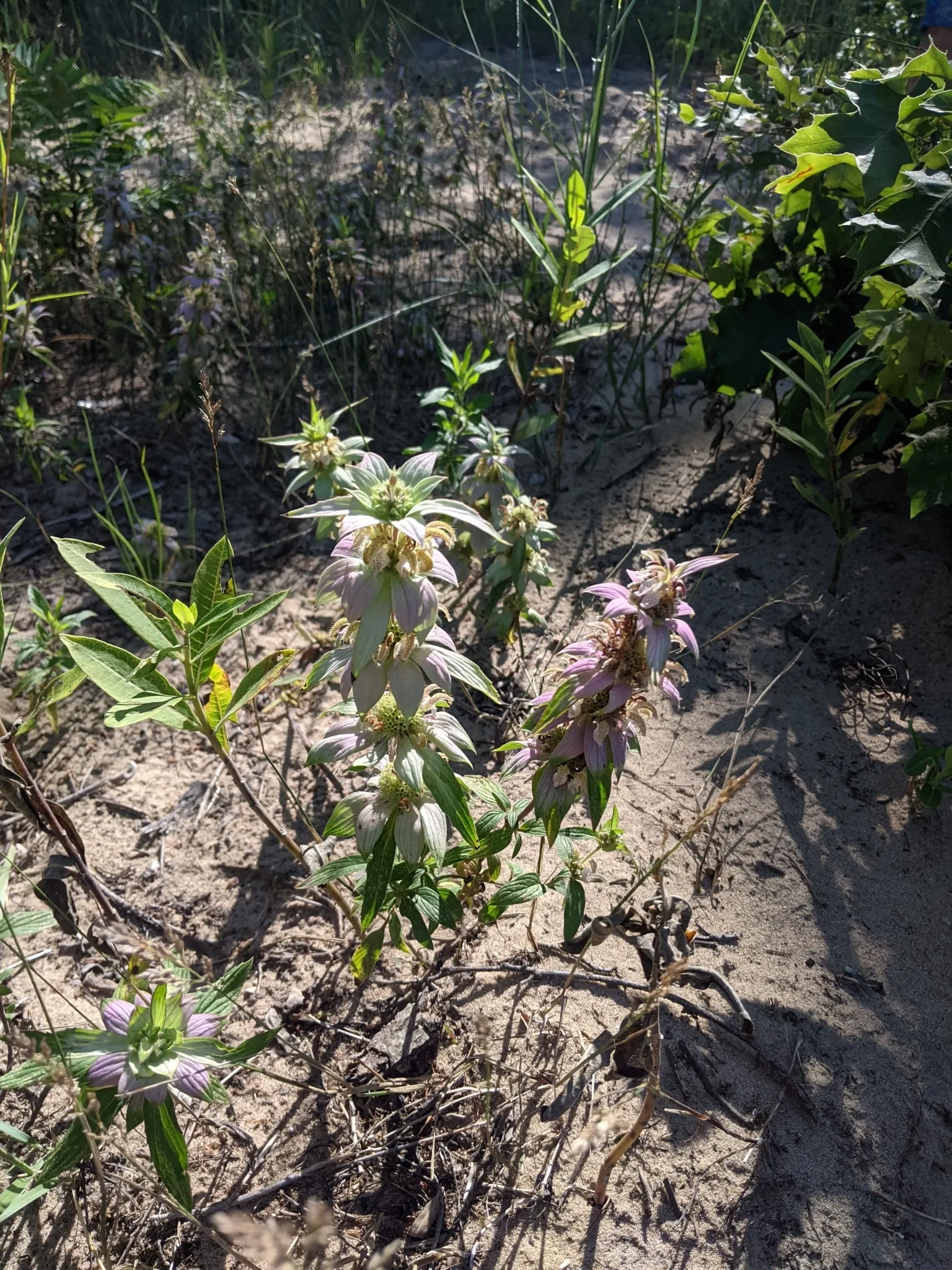 Horsemint (Monarda Punctuata) — thrives in US hardiness zones 4 through 9; tubular yellow flowers in late summer