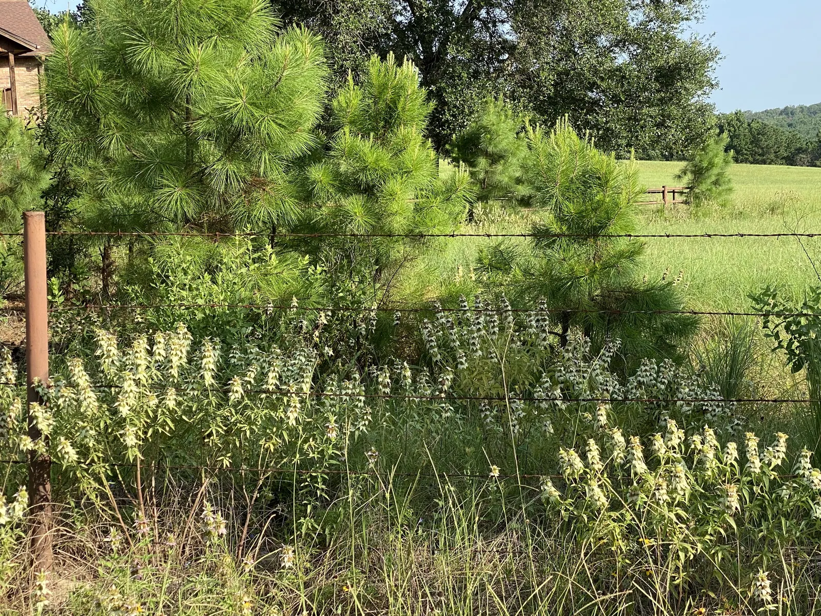 Horsemint (Monarda Punctuata) — it adds vertical interest and a wildflower aesthetic to any landscape design