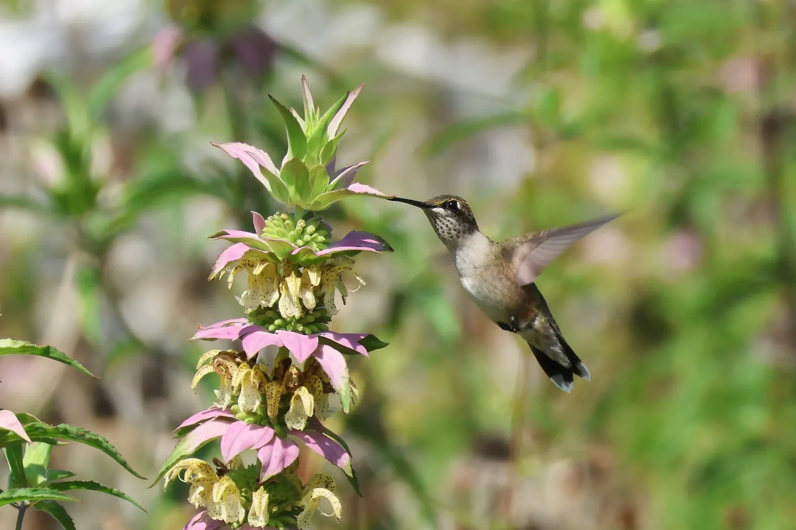 Horsemint (Monarda Punctuata) — Deadheading spent flowers can promote a second bloom and prevent excessive self-seeding; and it prefers well-drained soil with