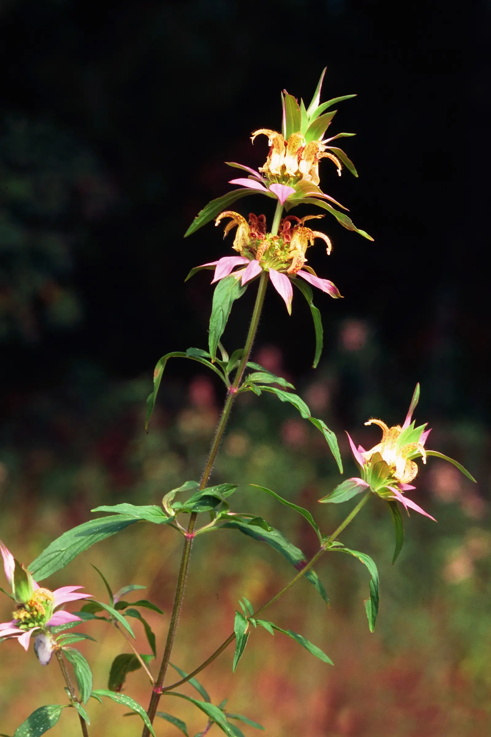 Horsemint (Monarda Punctuata) — characterized by tiers of yellow-green bracts with interspersed spotted lavender tubular blooms; deadheading spent flowers can