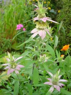 Horsemint (Monarda Punctuata) — thrives in US hardiness zones 4 through 9