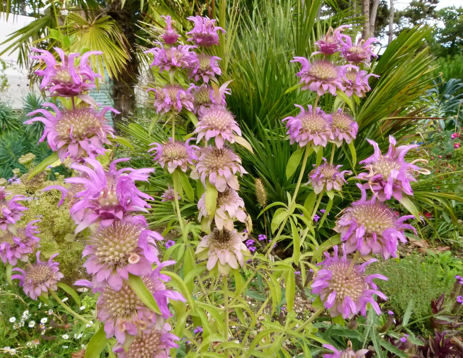 Horsemint (Monarda Punctuata) — scientifically named Monarda punctuata; reaching heights of 1 to 3 feet with a similar spread