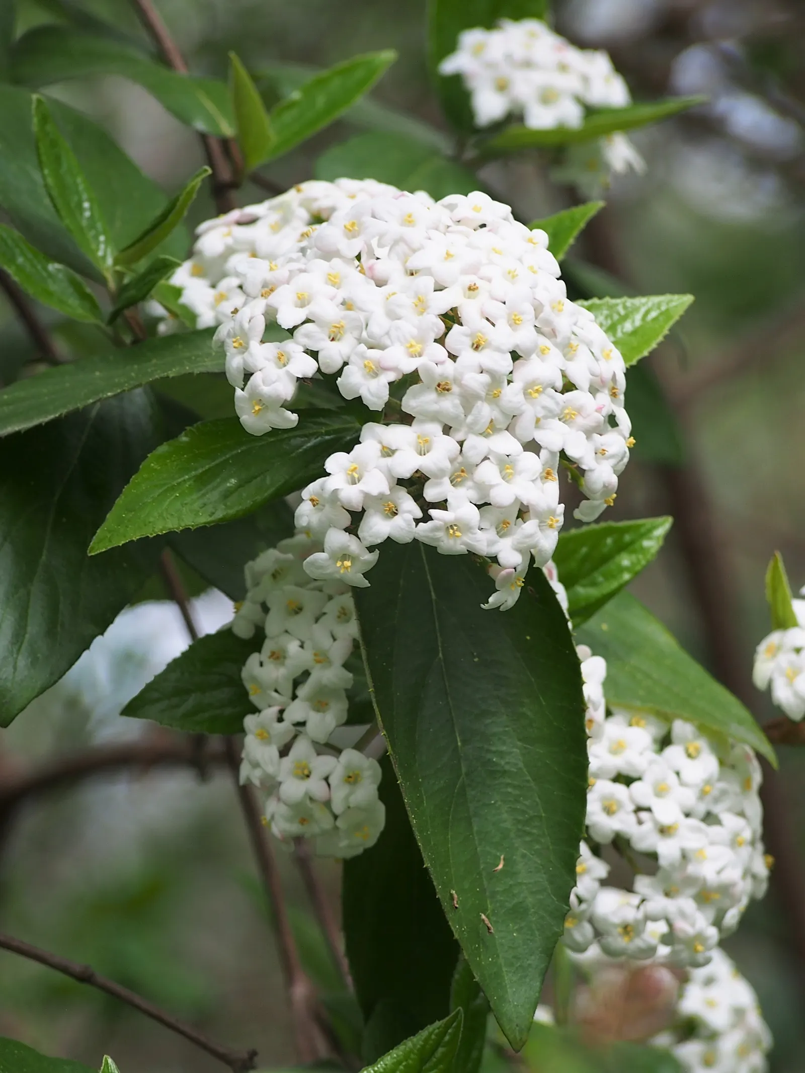 Burkwood Viburnum (Viburnum X Burkwoodii) — The plant flourishes in full sun to partial shade