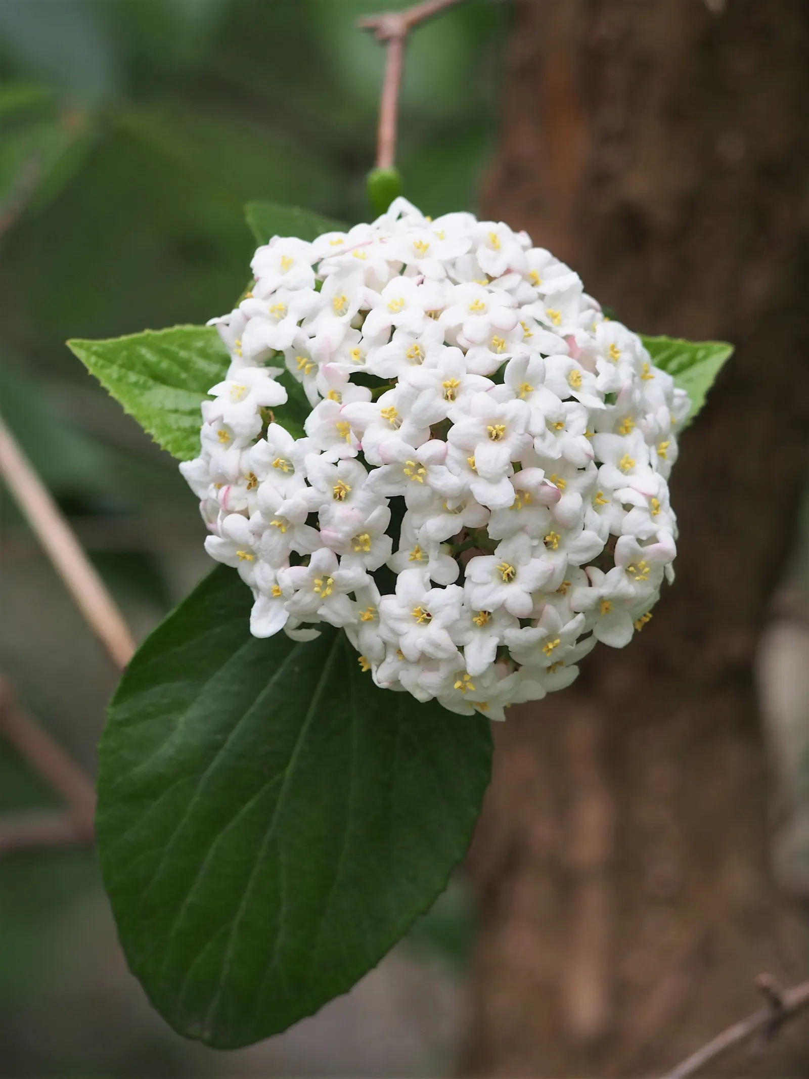 Burkwood Viburnum (Viburnum X Burkwoodii) — while its foliage may transform into striking autumnal hues of red and burgundy