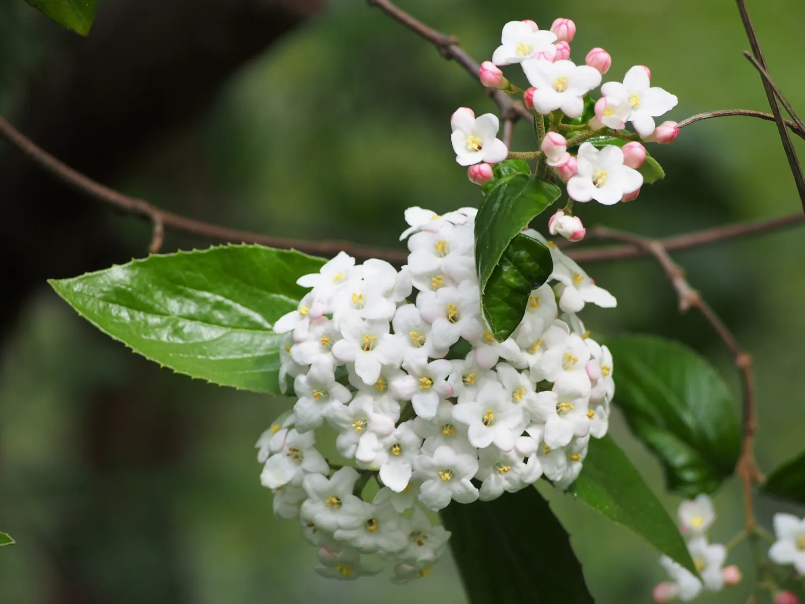 Burkwood Viburnum (Viburnum X Burkwoodii) — a cross between Viburnum carlesii and Viburnum utile