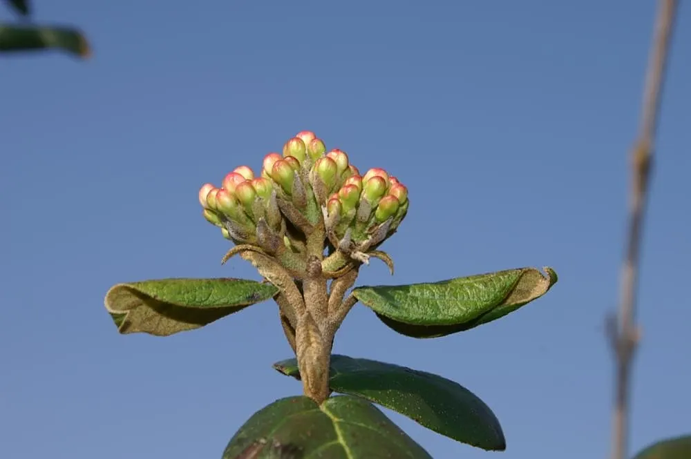 Burkwood Viburnum (Viburnum X Burkwoodii) — Durable and low maintenance, it provides year-round interest with red to black autumn berries; minor, image 57