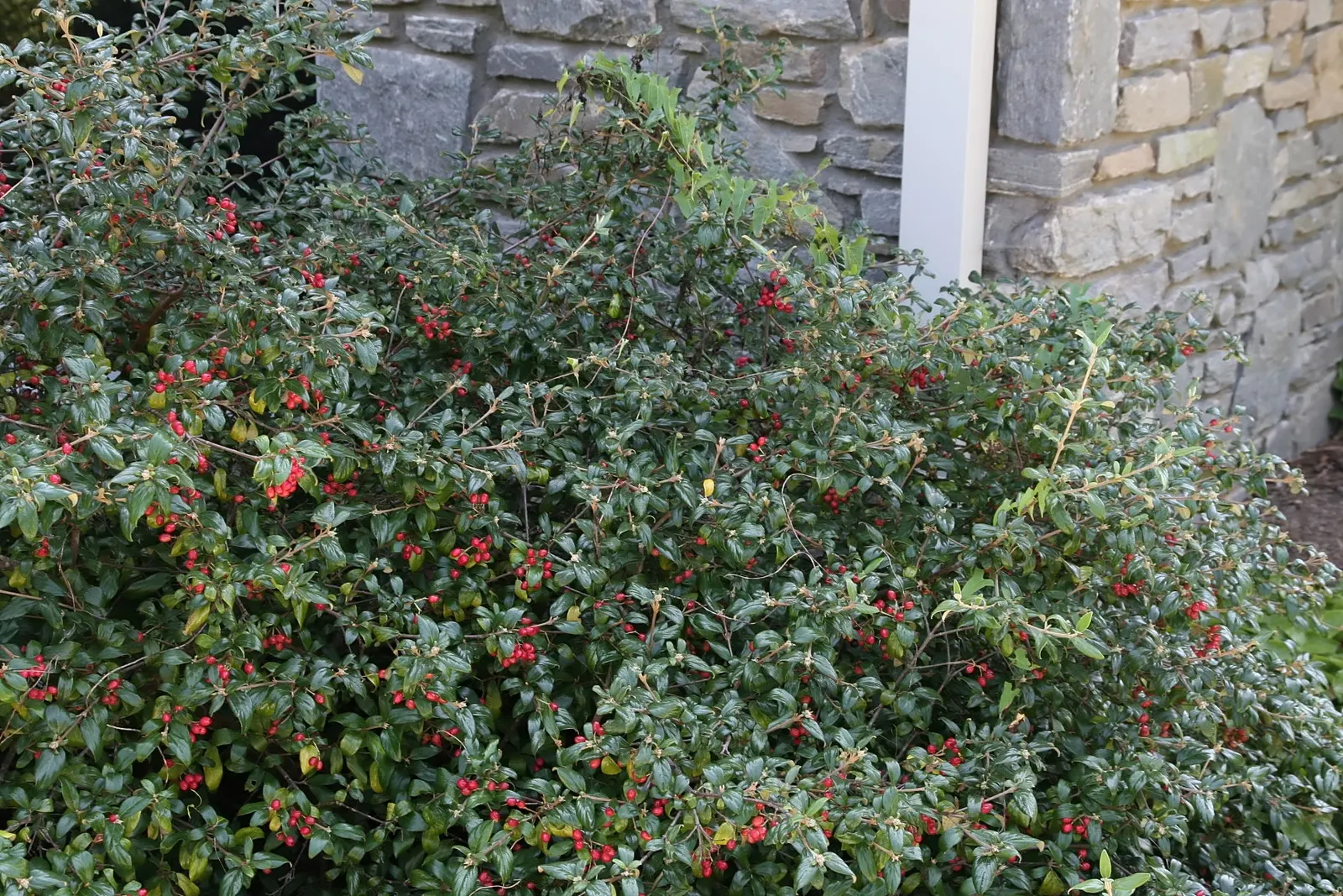 Burkwood Viburnum (Viburnum X Burkwoodii) — Durable and low maintenance, it provides year-round interest with red to black autumn berries; minor pruning may be