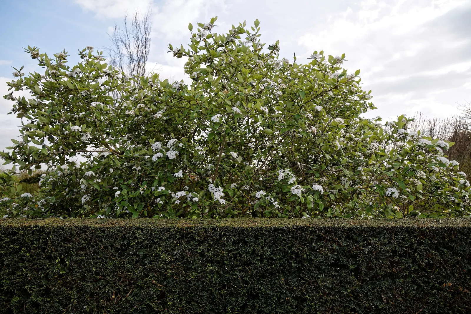 Burkwood Viburnum (Viburnum X Burkwoodii) — best performed immediately after flowering to preserve the next year's bloom