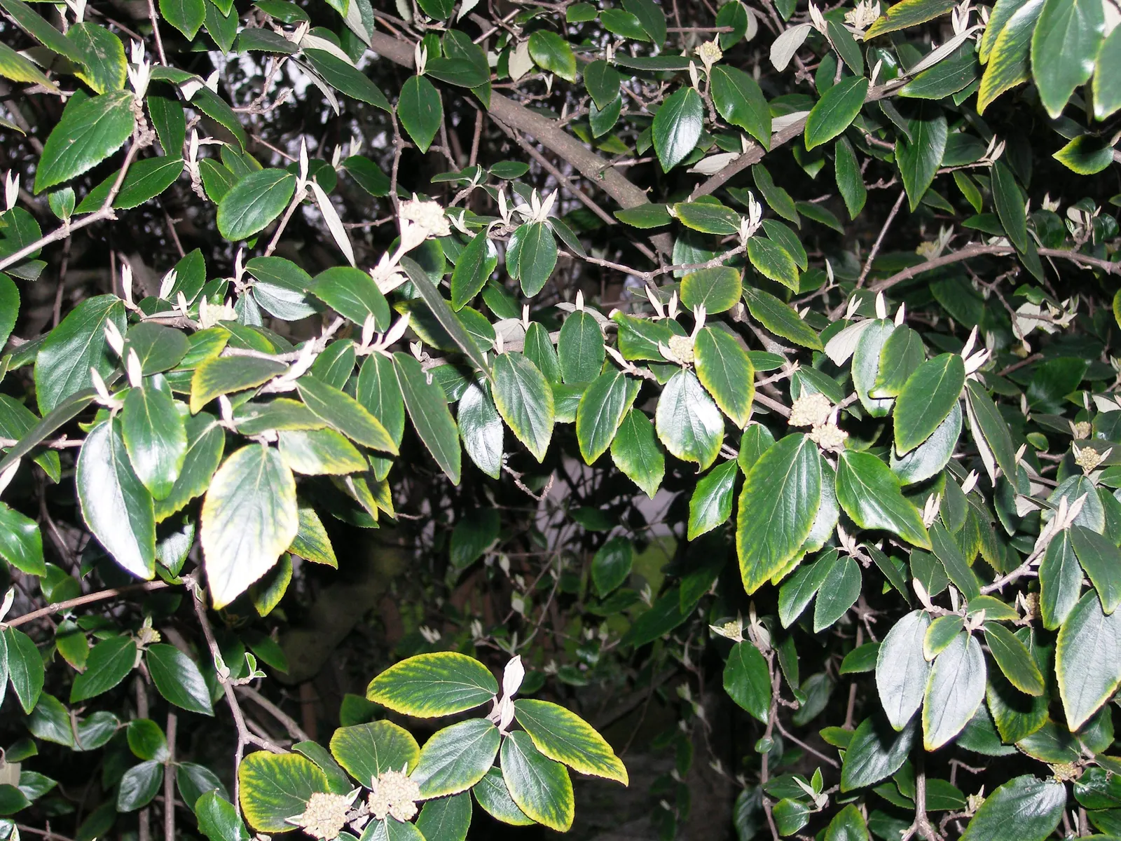 Burkwood Viburnum (Viburnum X Burkwoodii) — making them superb for hedges or foundational plantings