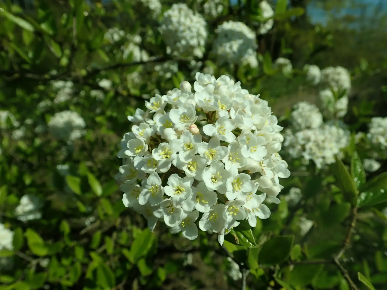 Burkwood Viburnum (Viburnum X Burkwoodii) — consider an allotted space that enables a mature size of around 8 to 10 feet tall and 6 to 8 feet wide