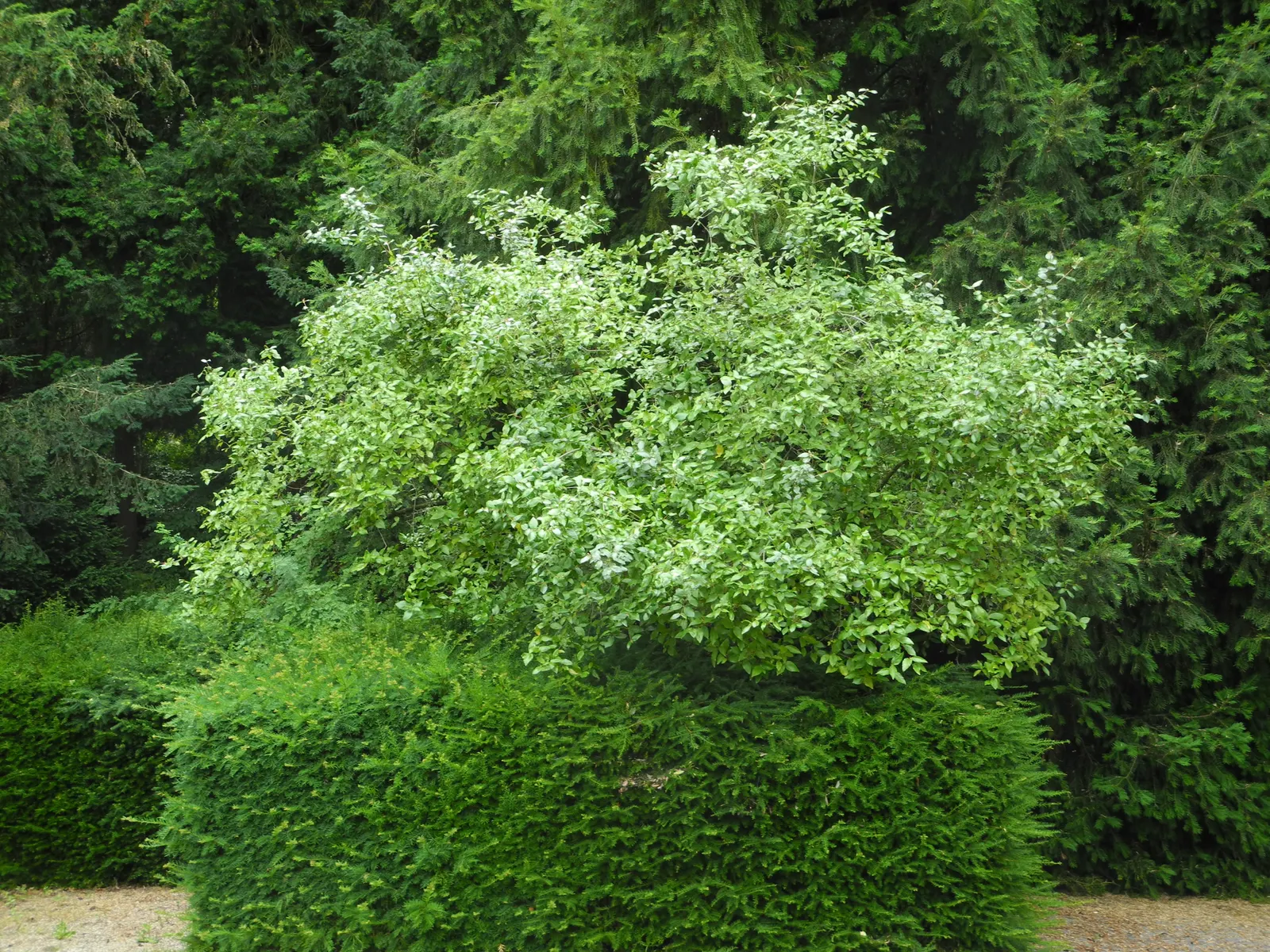 Burkwood Viburnum (Viburnum X Burkwoodii) — The Burkwood Viburnum (Viburnum x burkwoodii) is an enchanting semi-evergreen shrub; mature plants, image 51
