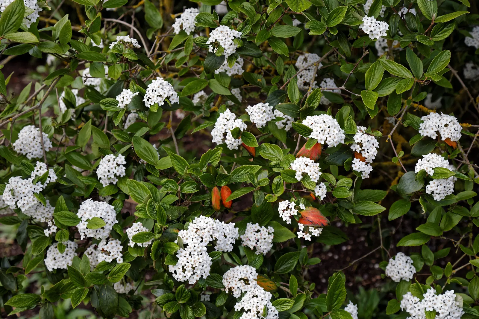Burkwood Viburnum (Viburnum X Burkwoodii) — shrub for full or half