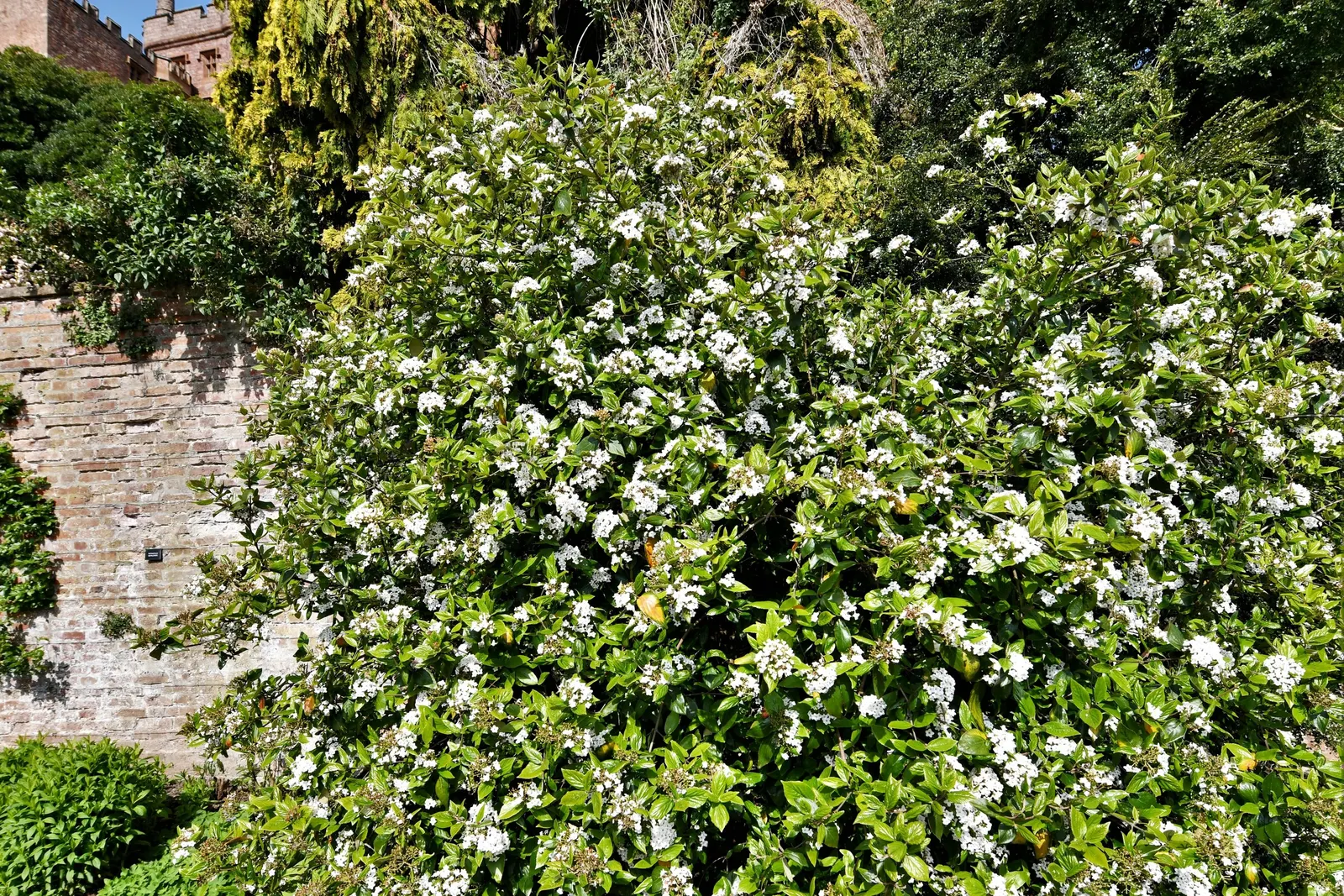 Burkwood Viburnum (Viburnum X Burkwoodii) — cherished for its fragrant flowers and year-round interest in the landscape; clustered in snowball-like