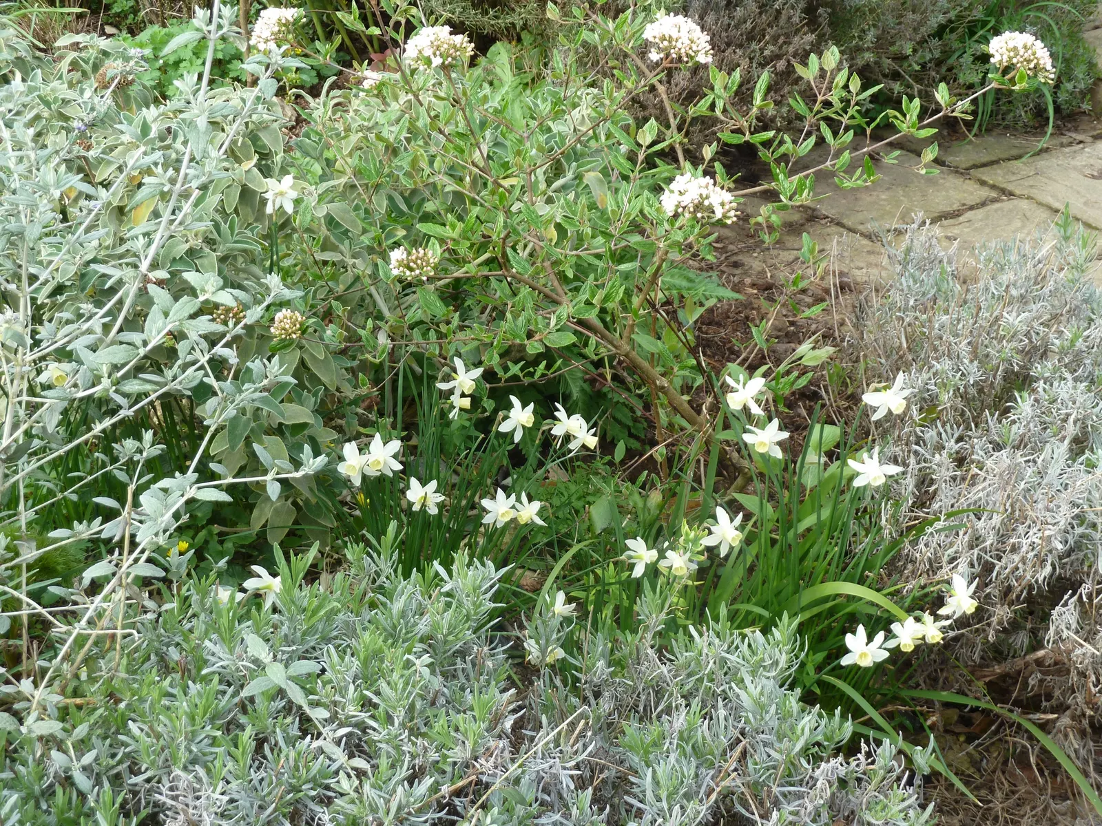 Burkwood Viburnum (Viburnum X Burkwoodii) — pinkish-white blooms in late spring - typically April to May