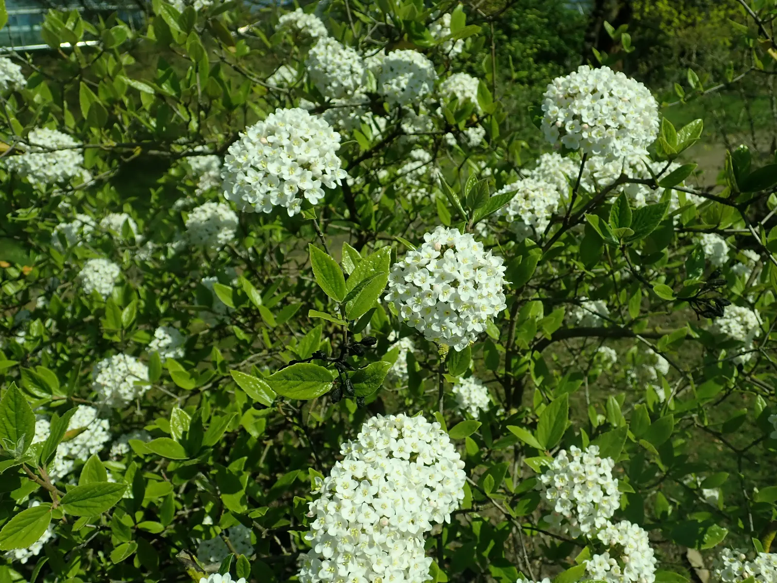 Burkwood Viburnum (Viburnum X Burkwoodii) — This hybrid prefers full sun to partial shade and well-drained soil; the plant flourishes in full sun to partial