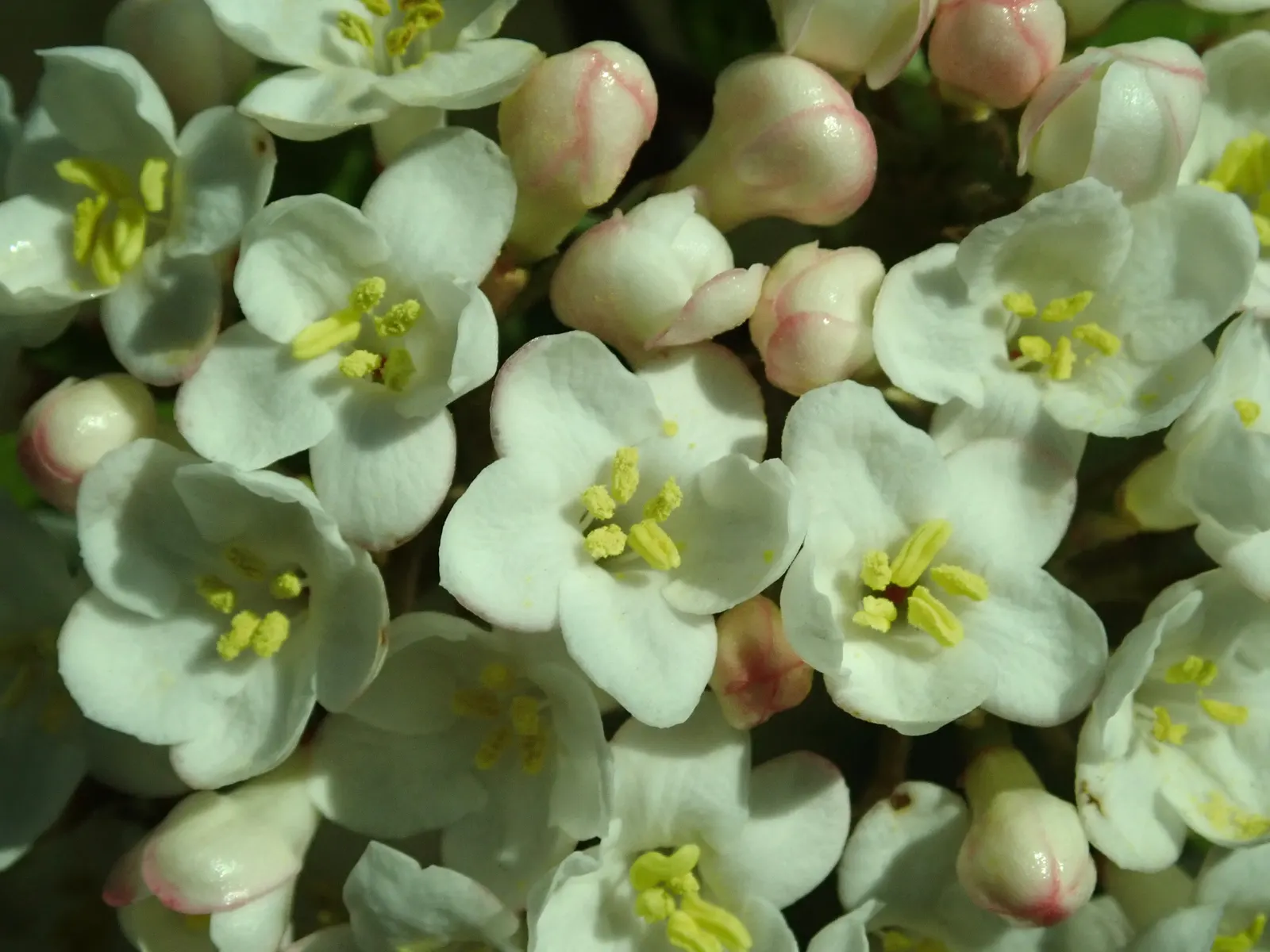 Burkwood Viburnum (Viburnum X Burkwoodii) — shrub with white blooms; showcasing a bountiful display of intoxicatingly scented