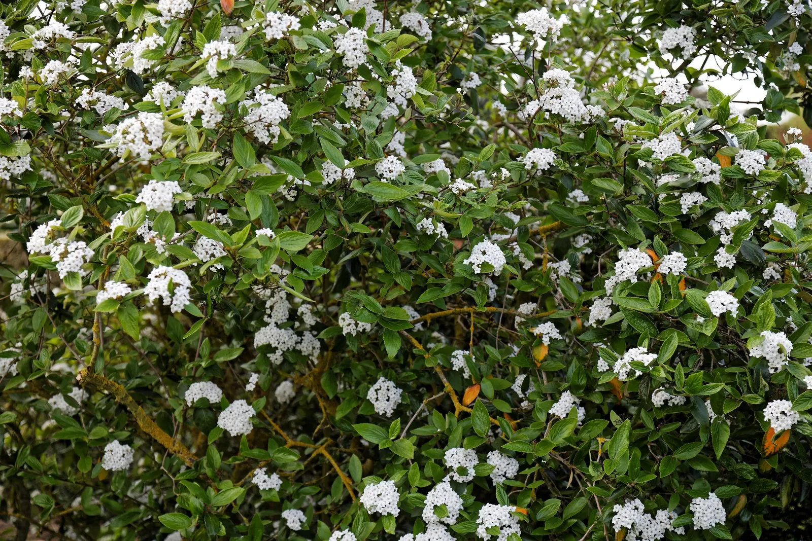 Burkwood Viburnum (Viburnum X Burkwoodii) — commonly known as Burkwood Viburnum