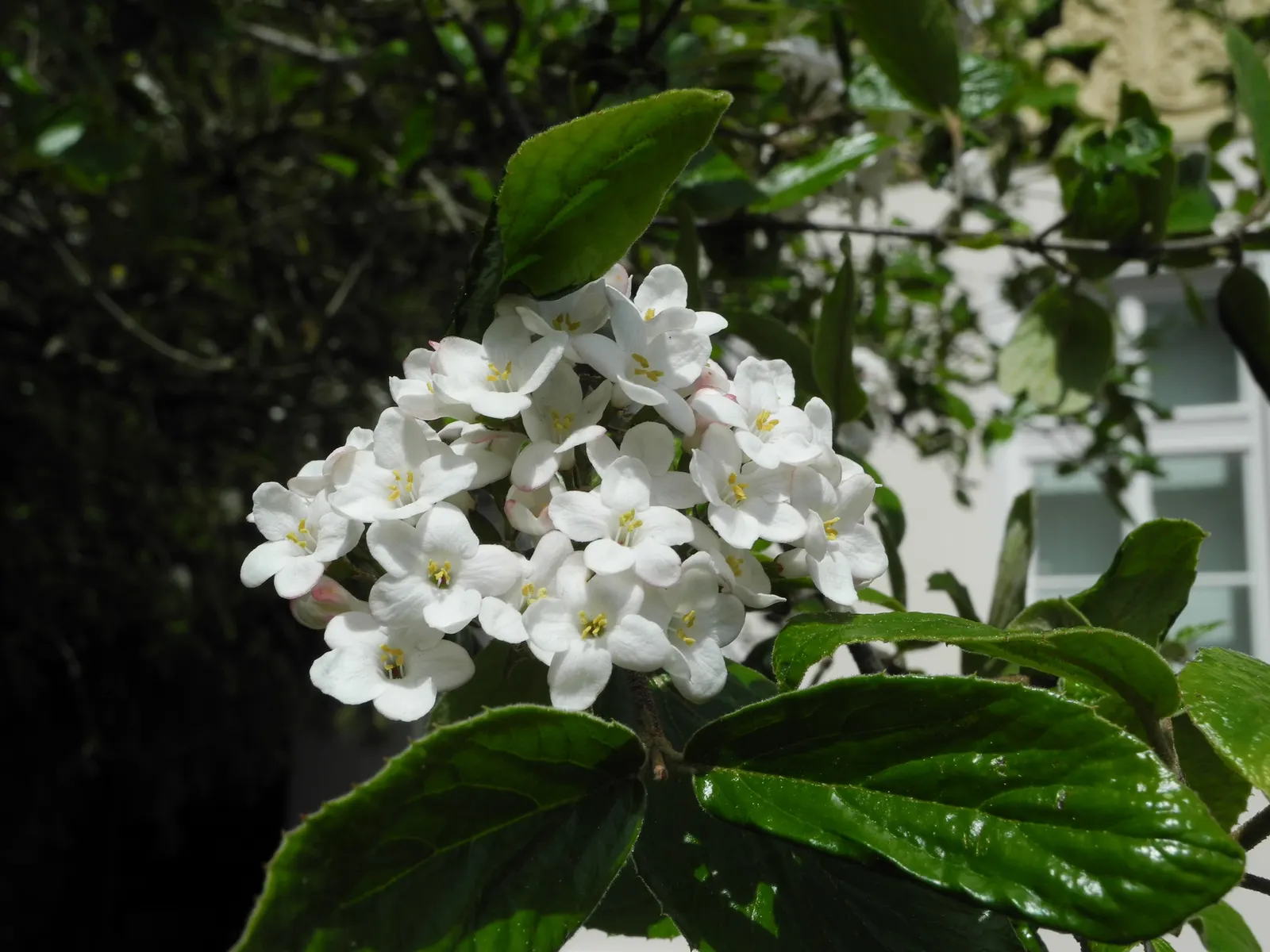 Burkwood Viburnum (Viburnum X Burkwoodii) — best performed immediately after flowering to preserve the next year's bloom; the Burkwood Viburnum (Viburnum x