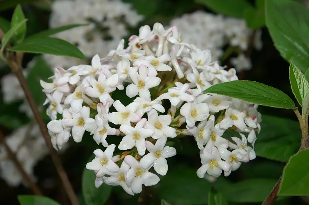 Burkwood Viburnum (Viburnum X Burkwoodii) — is an enchanting semi-evergreen shrub