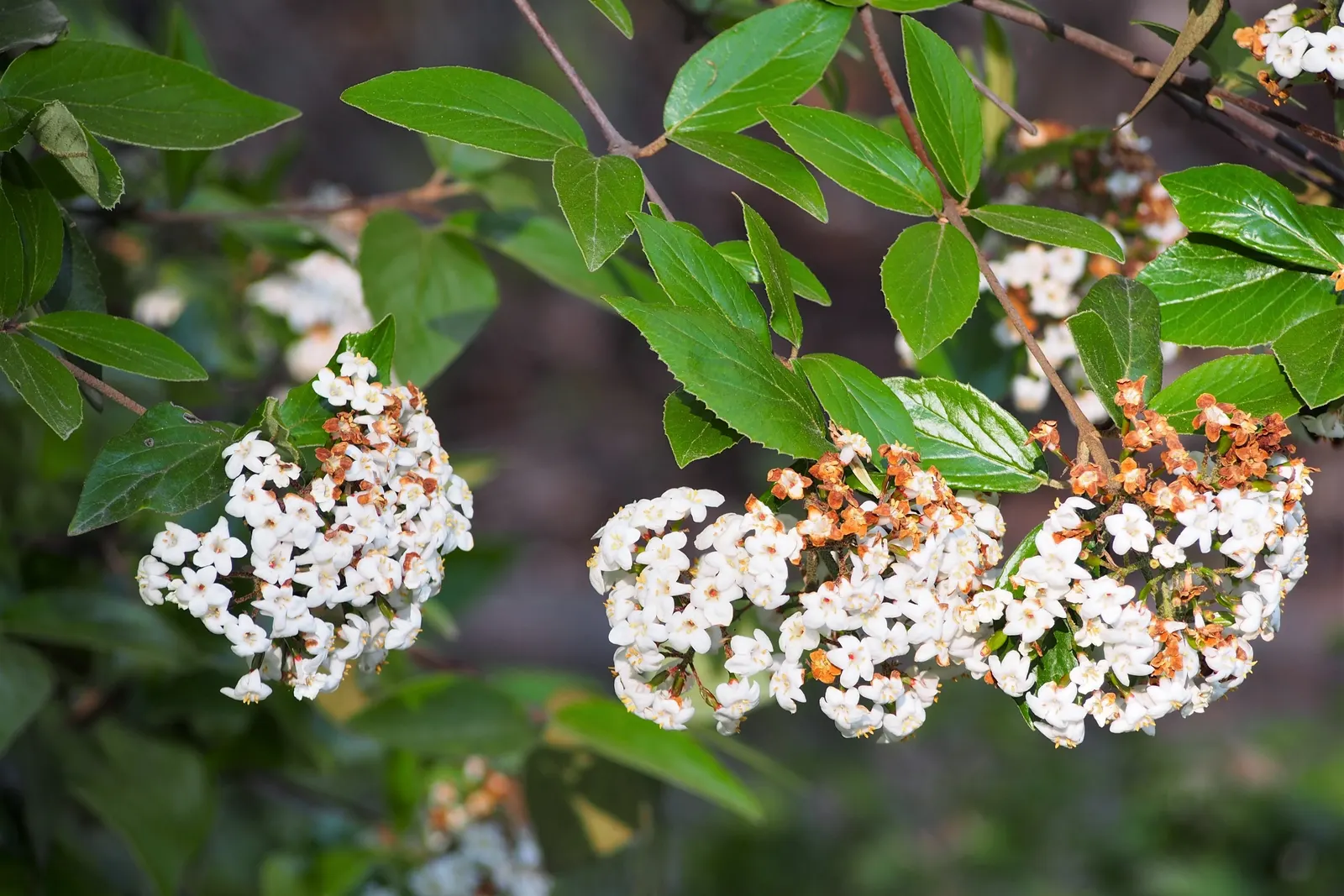 Burkwood Viburnum (Viburnum X Burkwoodii) — glossy foliage and highly fragrant