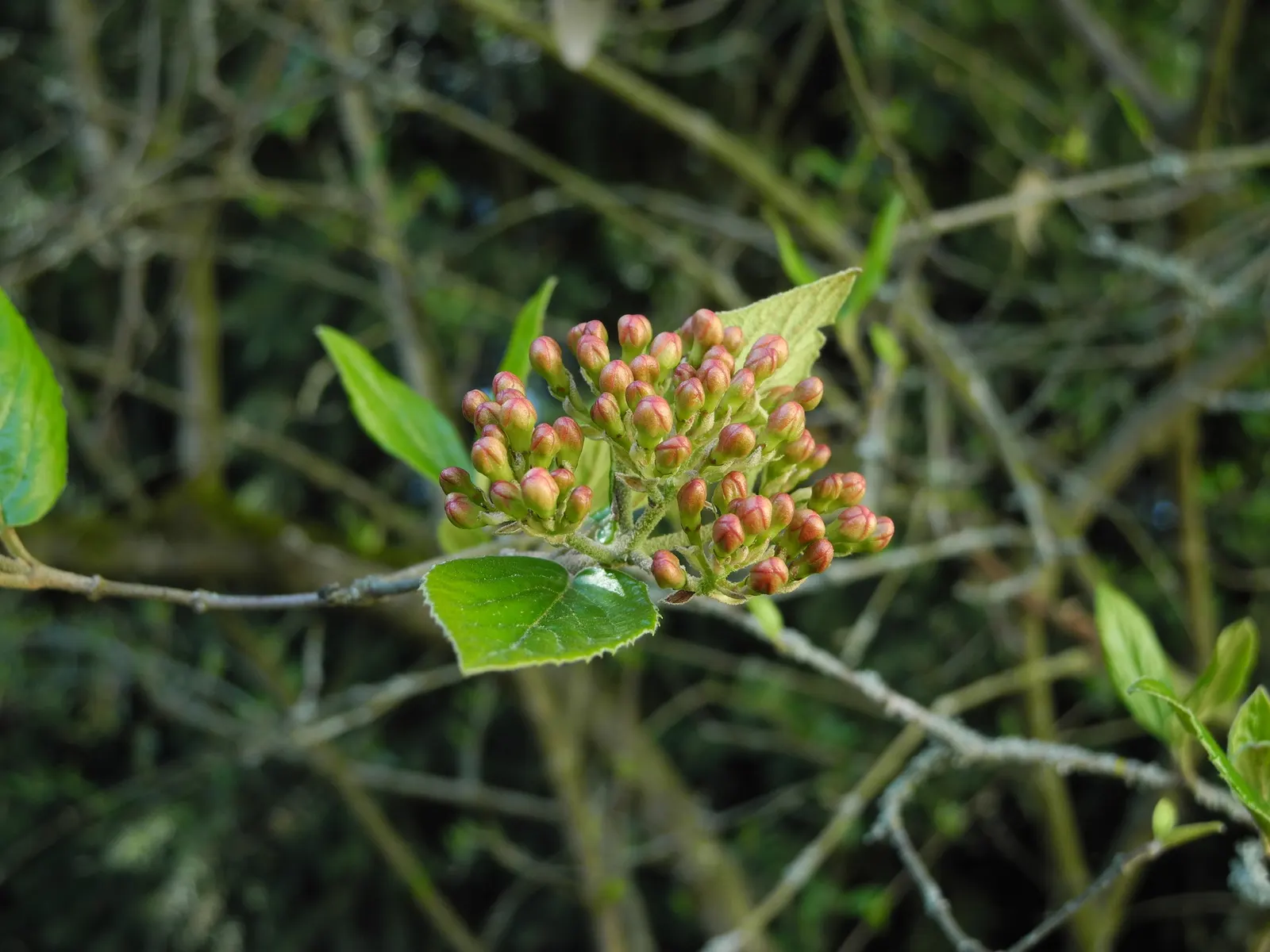 Burkwood Viburnum (Viburnum X Burkwoodii) — This hybrid prefers full sun to partial shade and well-drained soil