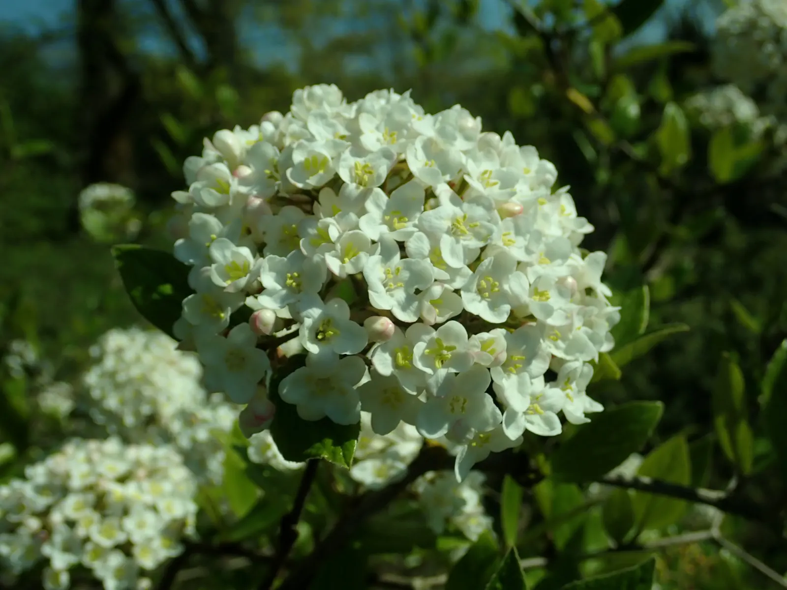 Burkwood Viburnum (Viburnum X Burkwoodii) — Regular watering, especially during dry spells, will ensure its health and vigor; inheres excellent qualities from