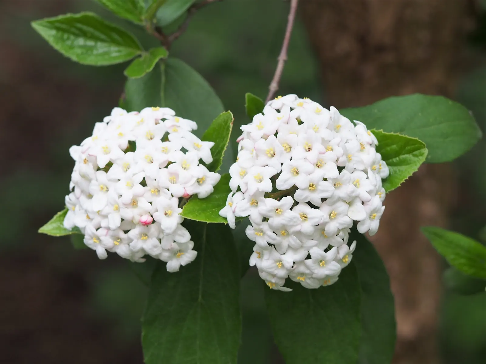 Burkwood Viburnum (Viburnum X Burkwoodii) — consider an allotted space that enables a mature size of around 8 to 10 feet tall and 6 to 8 feet wide, image 38