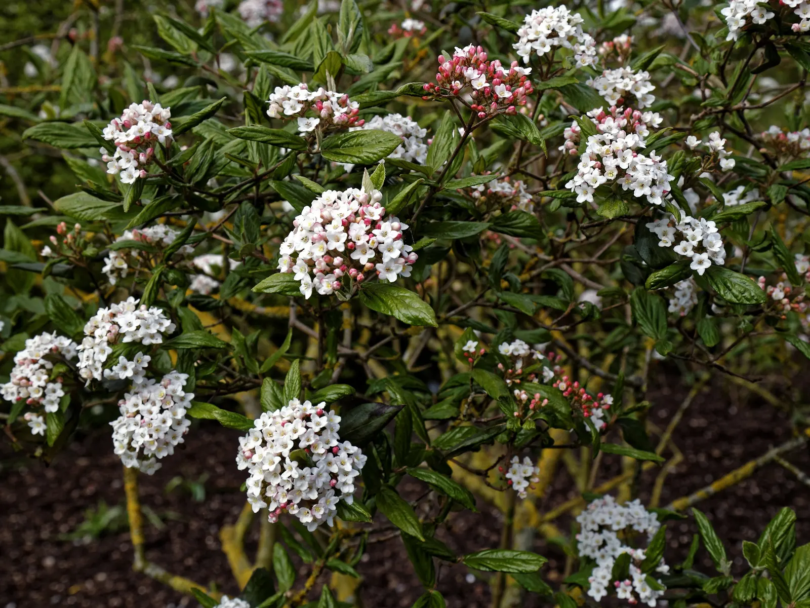 Burkwood Viburnum (Viburnum X Burkwoodii) — Regular watering, especially during dry spells, will ensure its health and vigor