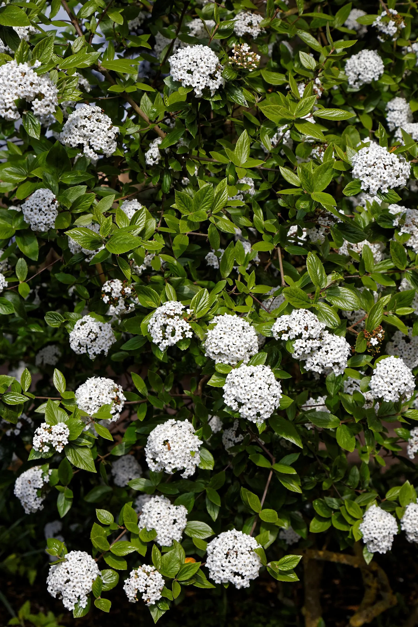 Burkwood Viburnum (Viburnum X Burkwoodii) — showcasing a bountiful display of intoxicatingly scented; glossy foliage and highly fragrant