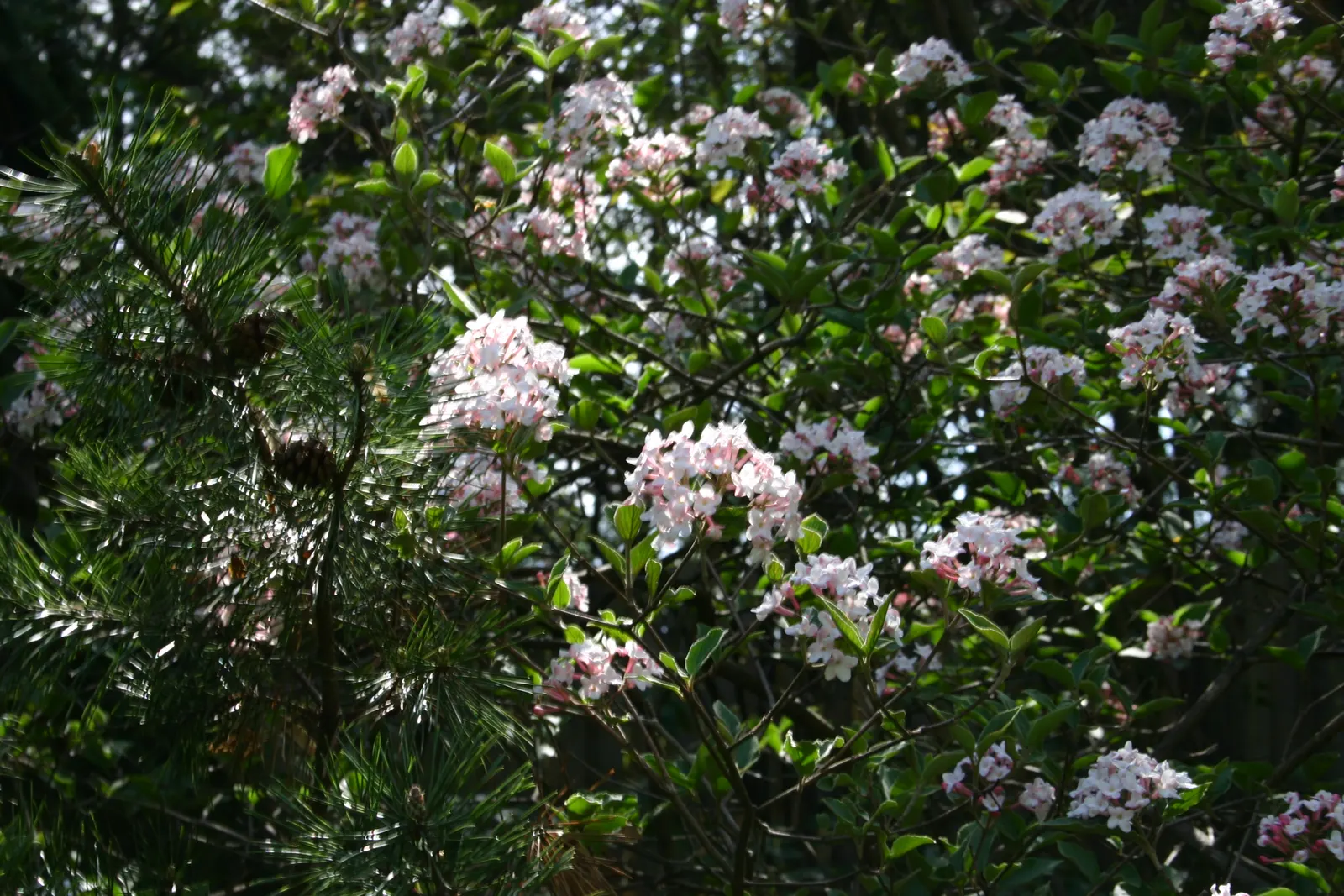Burkwood Viburnum (Viburnum X Burkwoodii) — commonly known as Burkwood Viburnum; white to pinkish flowers in mid-spring