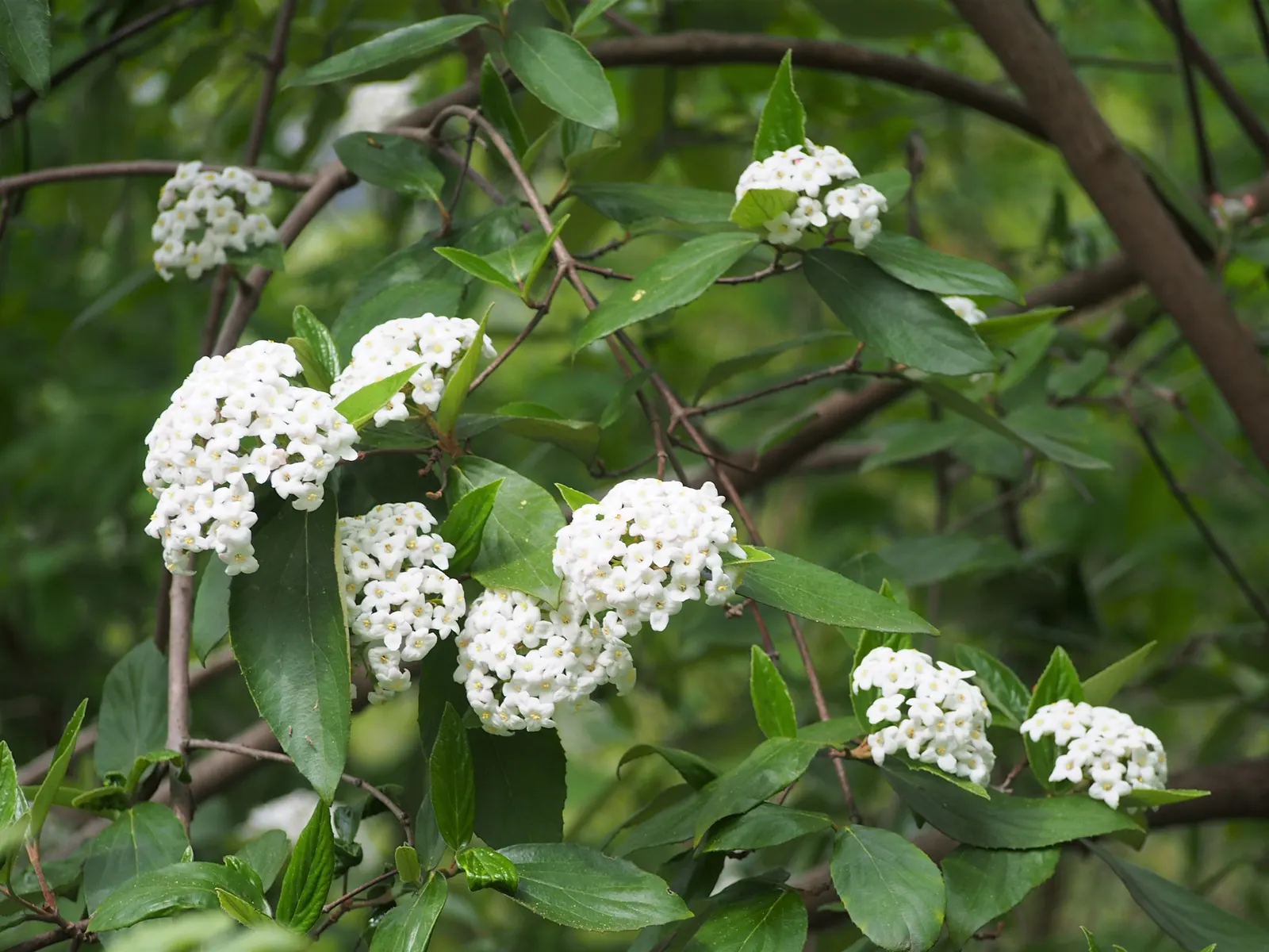 Burkwood Viburnum (Viburnum X Burkwoodii) — glossy foliage and highly fragrant; a cross between Viburnum carlesii and Viburnum utile