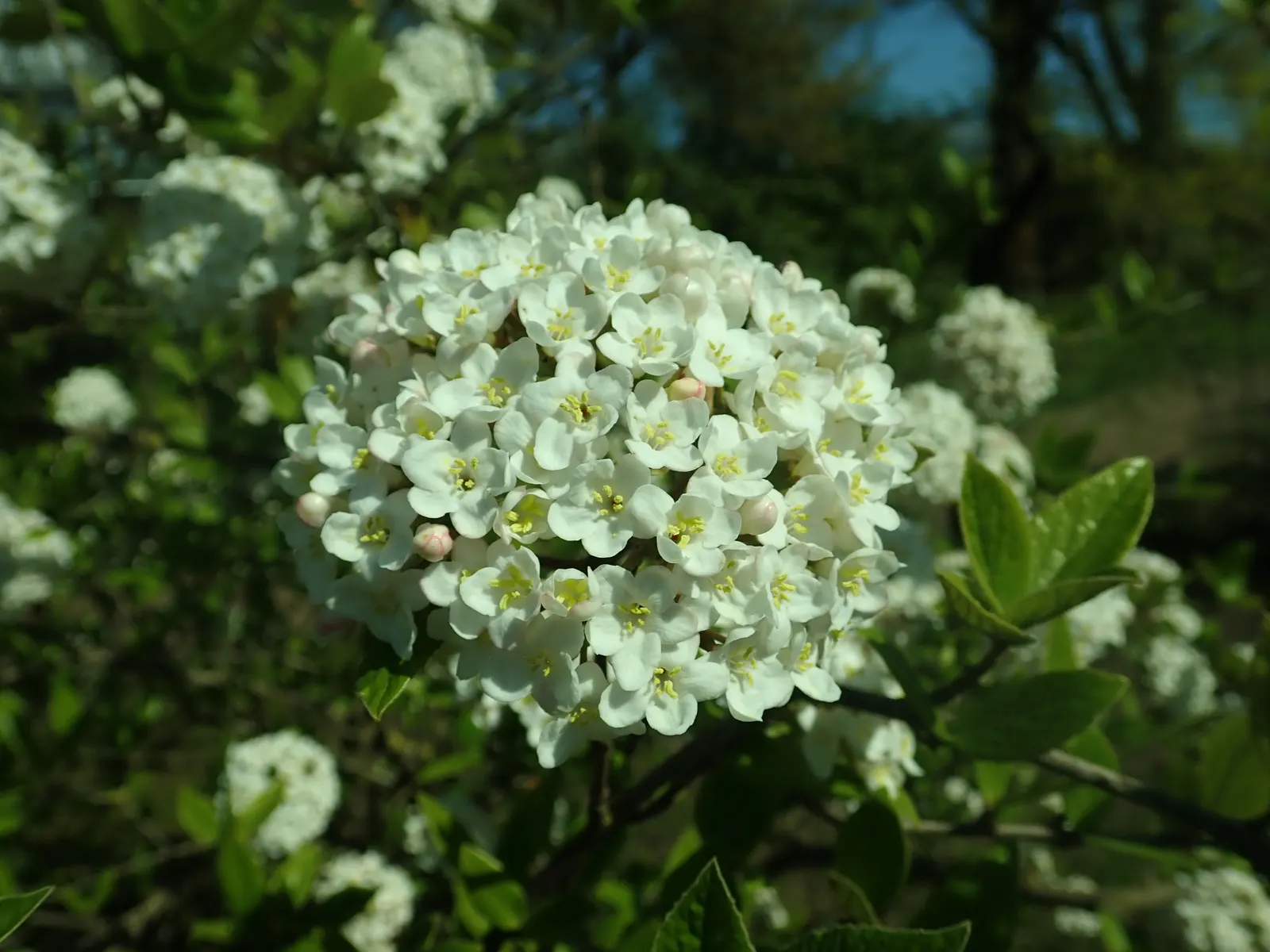 Burkwood Viburnum (Viburnum X Burkwoodii) — white to pinkish flowers in mid-spring; leathery leaves and dense growth habit provide a lush backdrop for summer