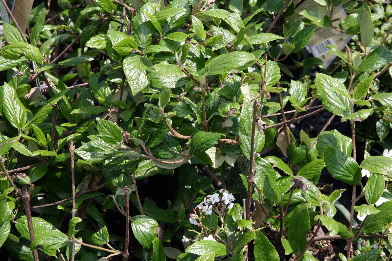 Burkwood Viburnum (Viburnum X Burkwoodii) — white flowers in the garden; commonly known as Burkwood Viburnum