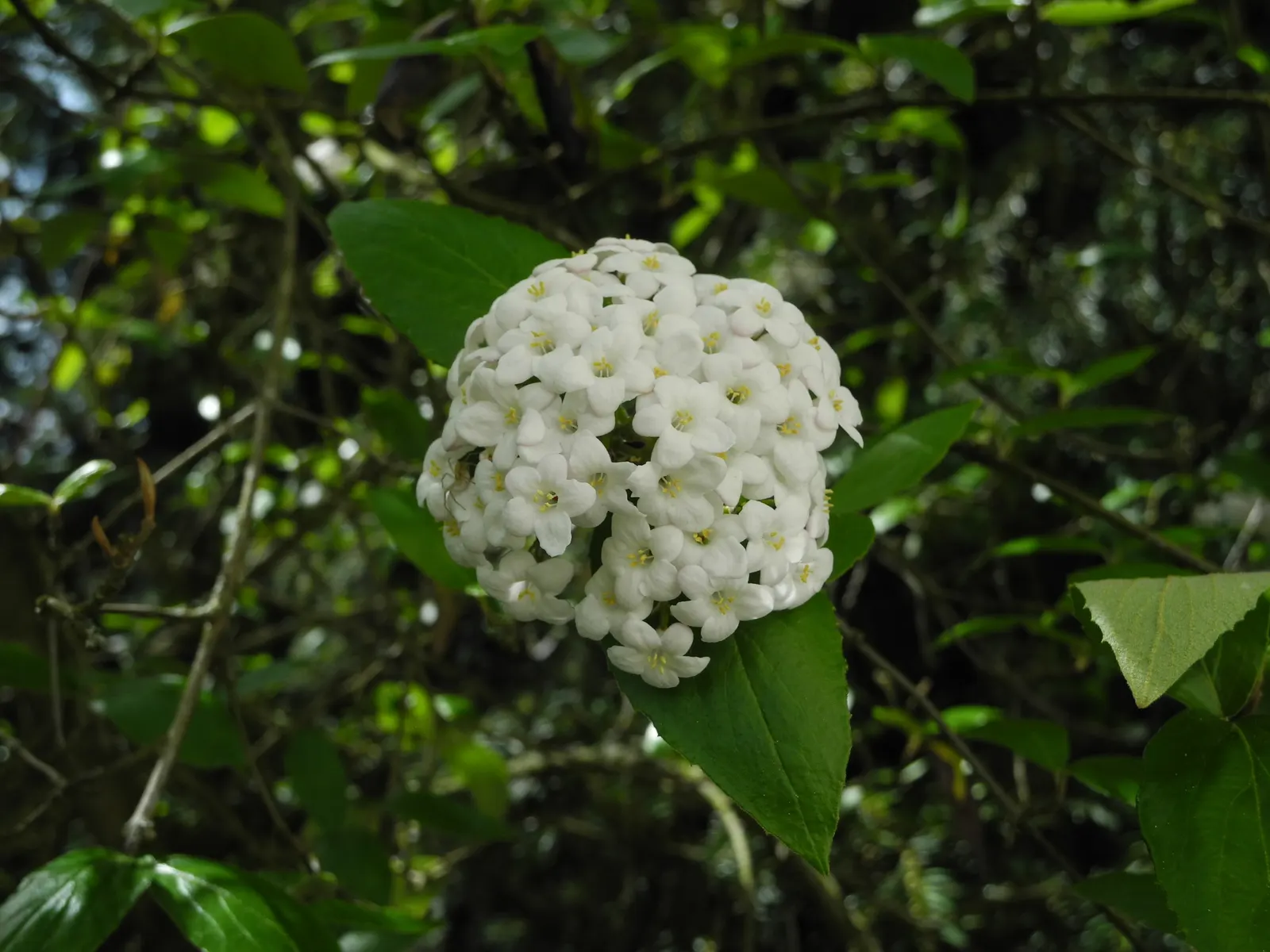 Burkwood Viburnum (Viburnum X Burkwoodii) — Mature plants reach 8-10 feet in height and spread 5-7 feet wide; shrub for full or half